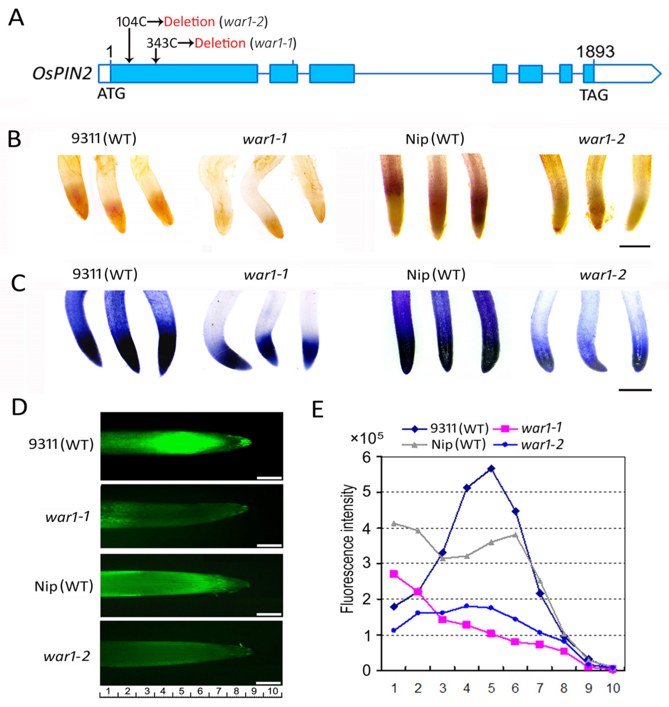 Plants 13 00476 g001