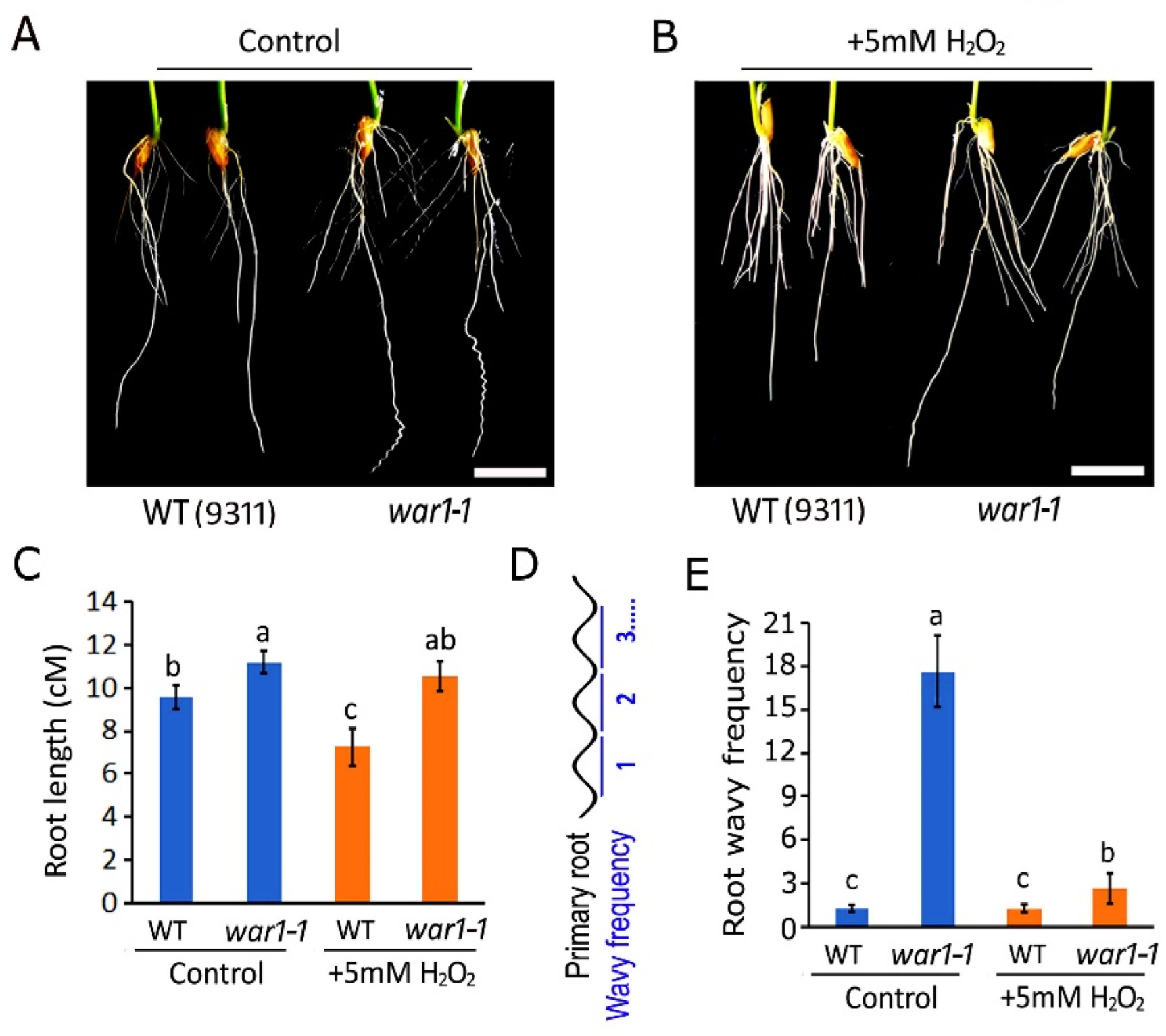 Plants 13 00476 g004