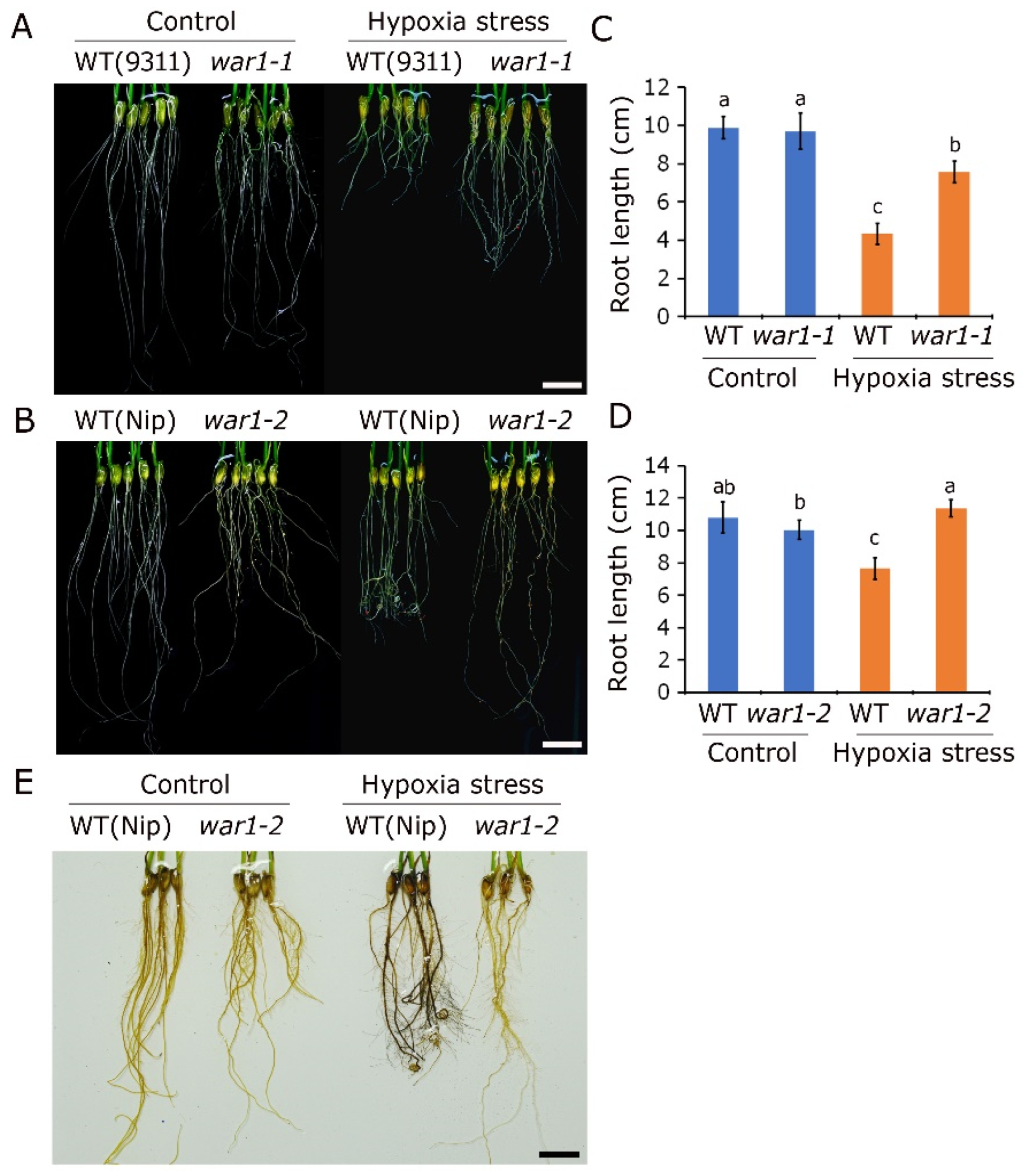 Plants 13 00476 g005