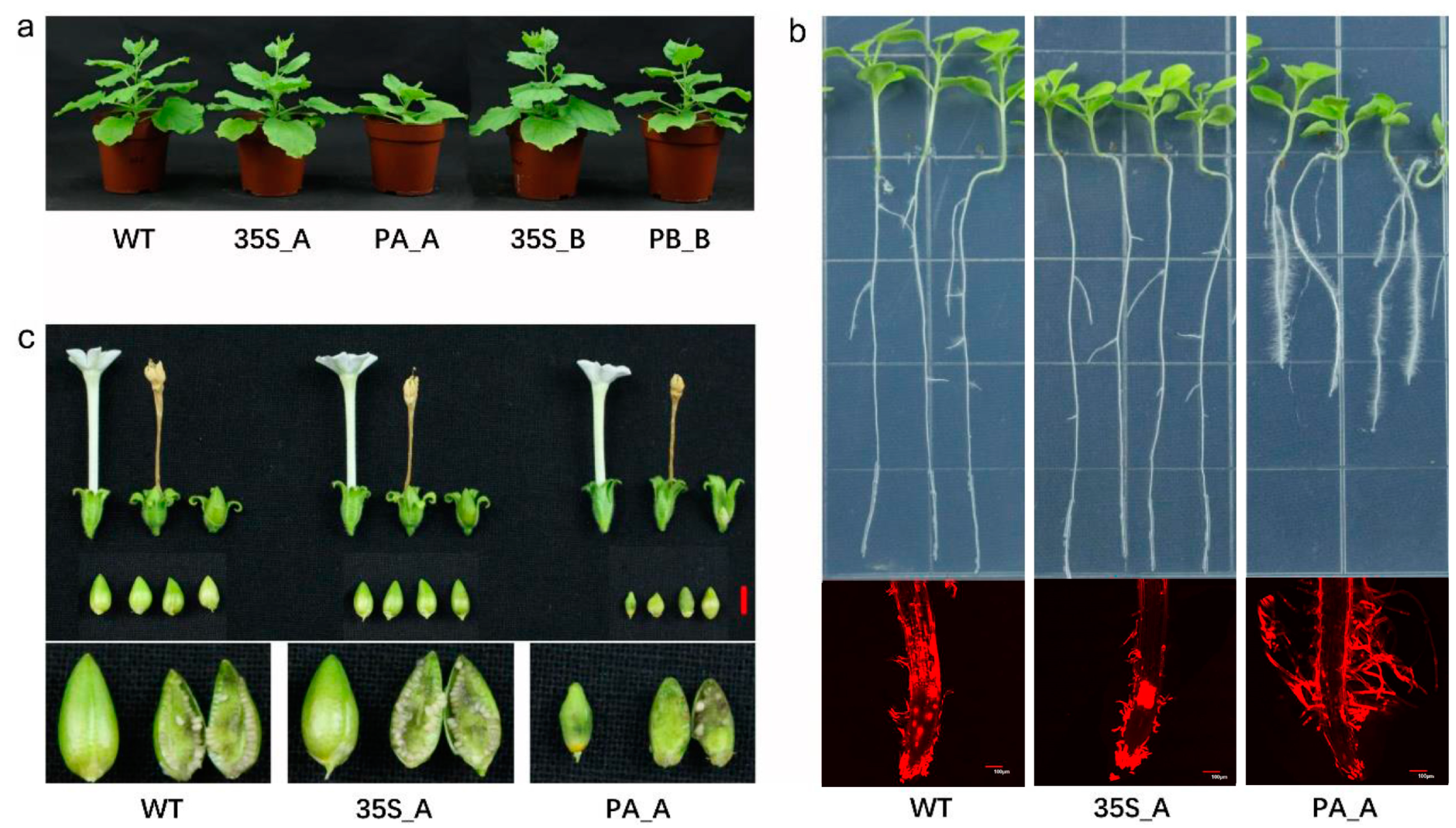 Plants 13 00480 g002 Plants 13 00480 g002