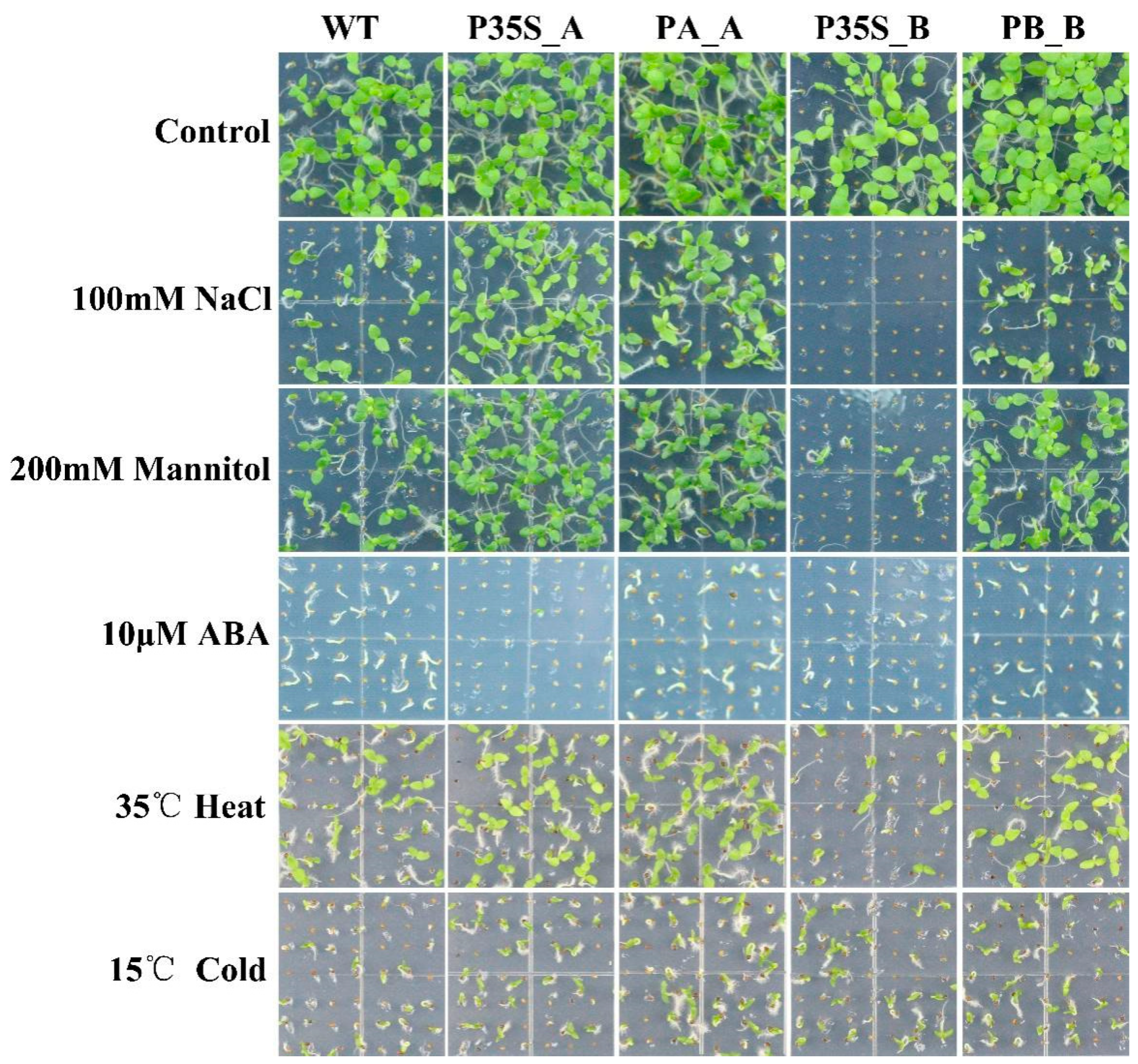 Plants 13 00480 g003 Plants 13 00480 g003