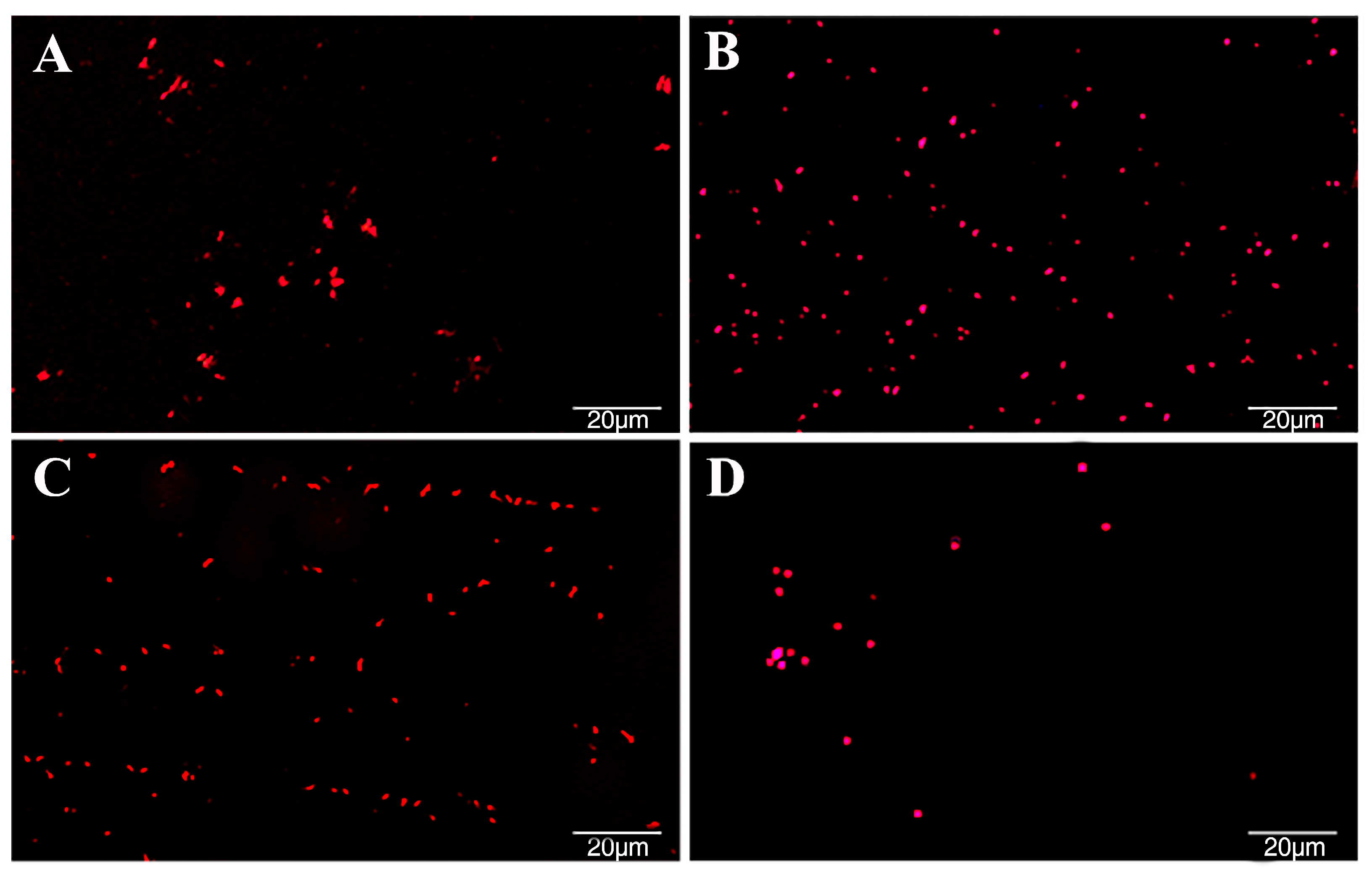 Plants 13 00482 g003