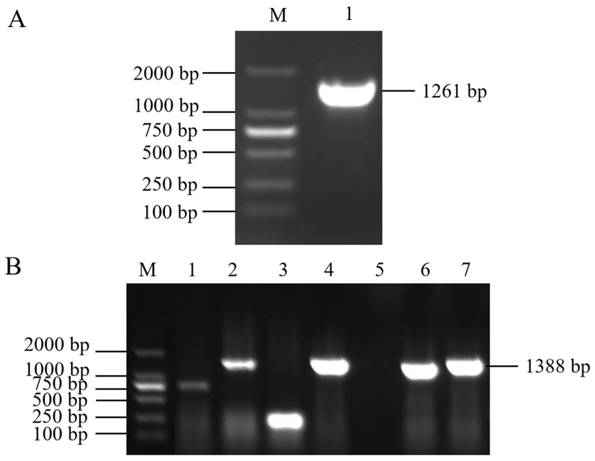 Plants 13 00488 g001