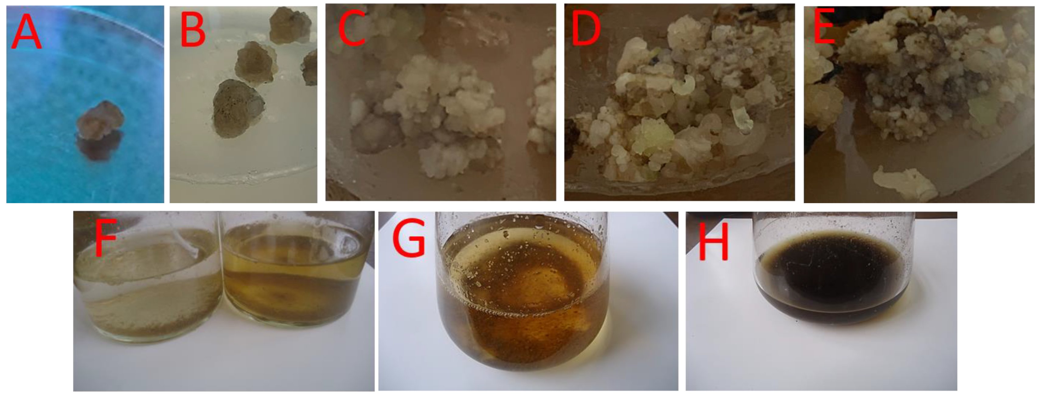 Plants 13 00491 g001