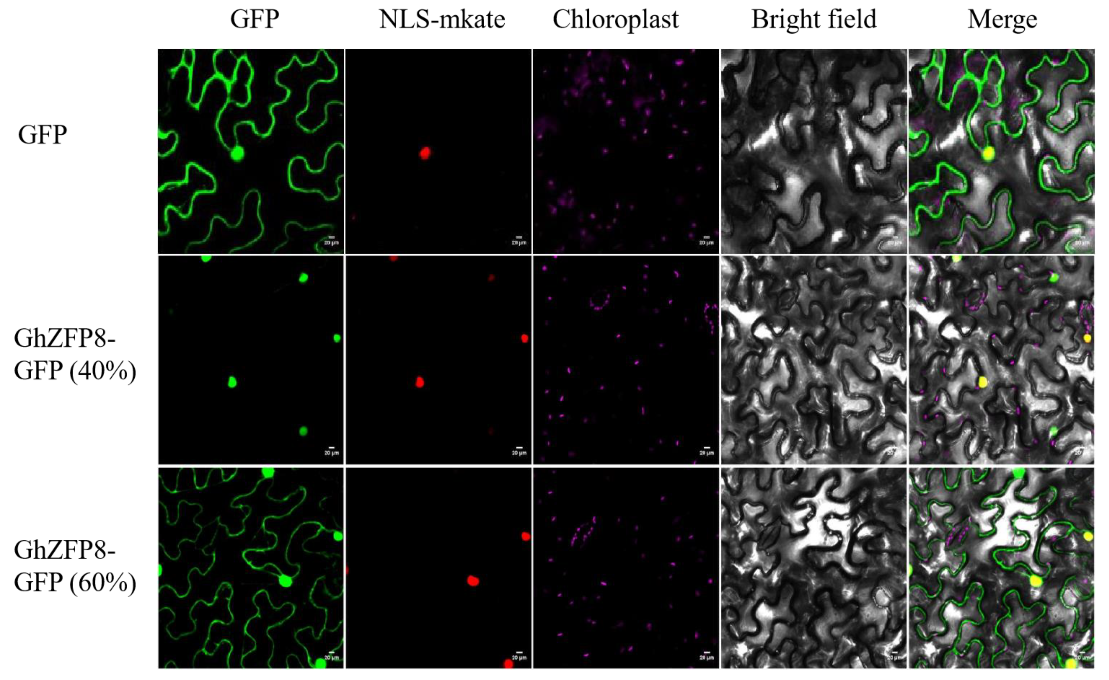 Plants 13 00492 g003