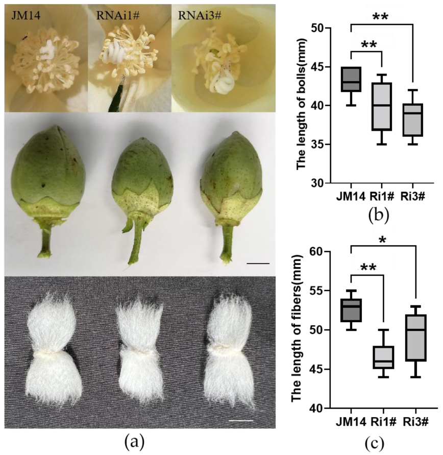 Plants 13 00492 g006