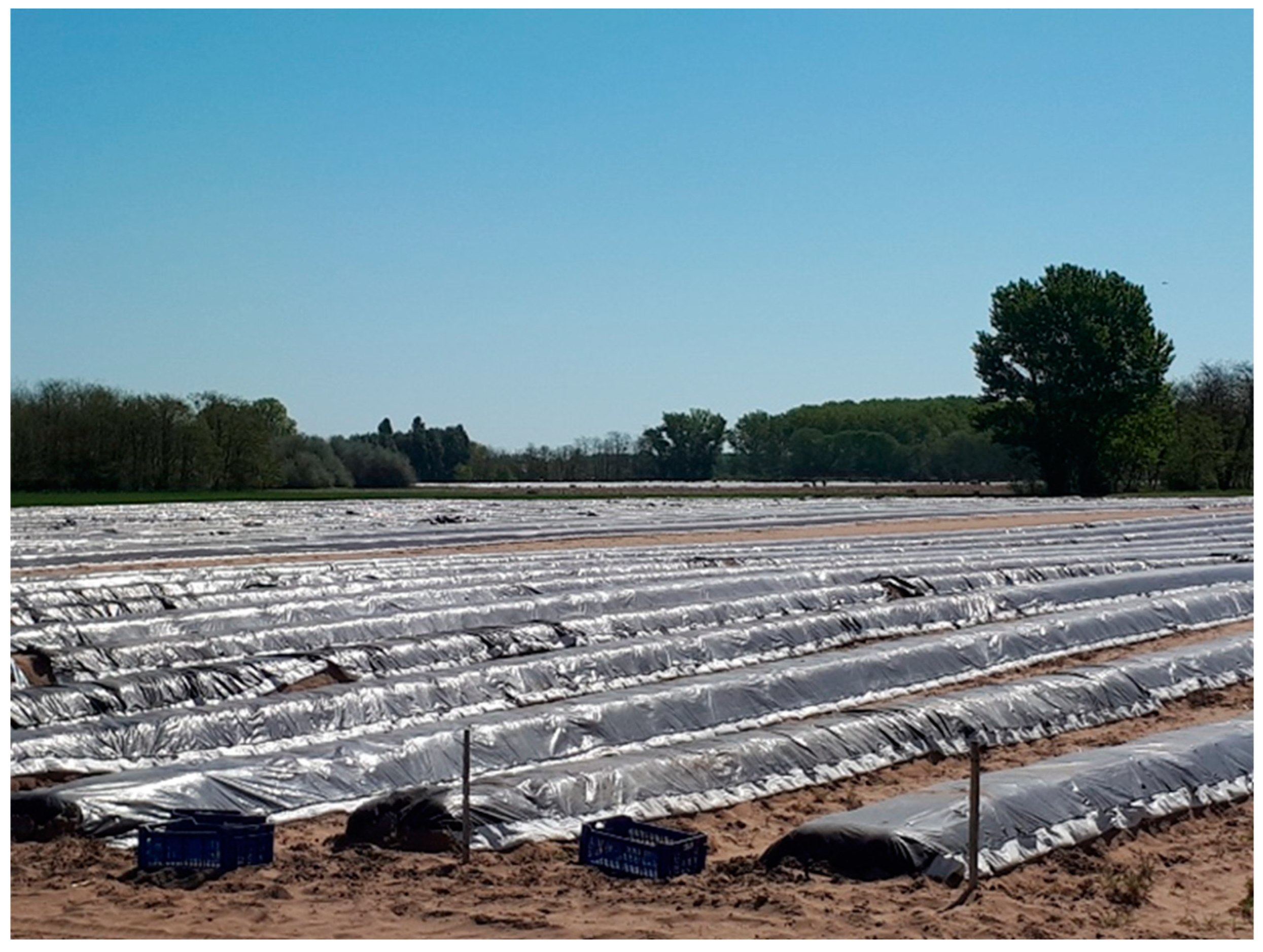 Plants 13 00494 g007 Plants 13 00494 g007