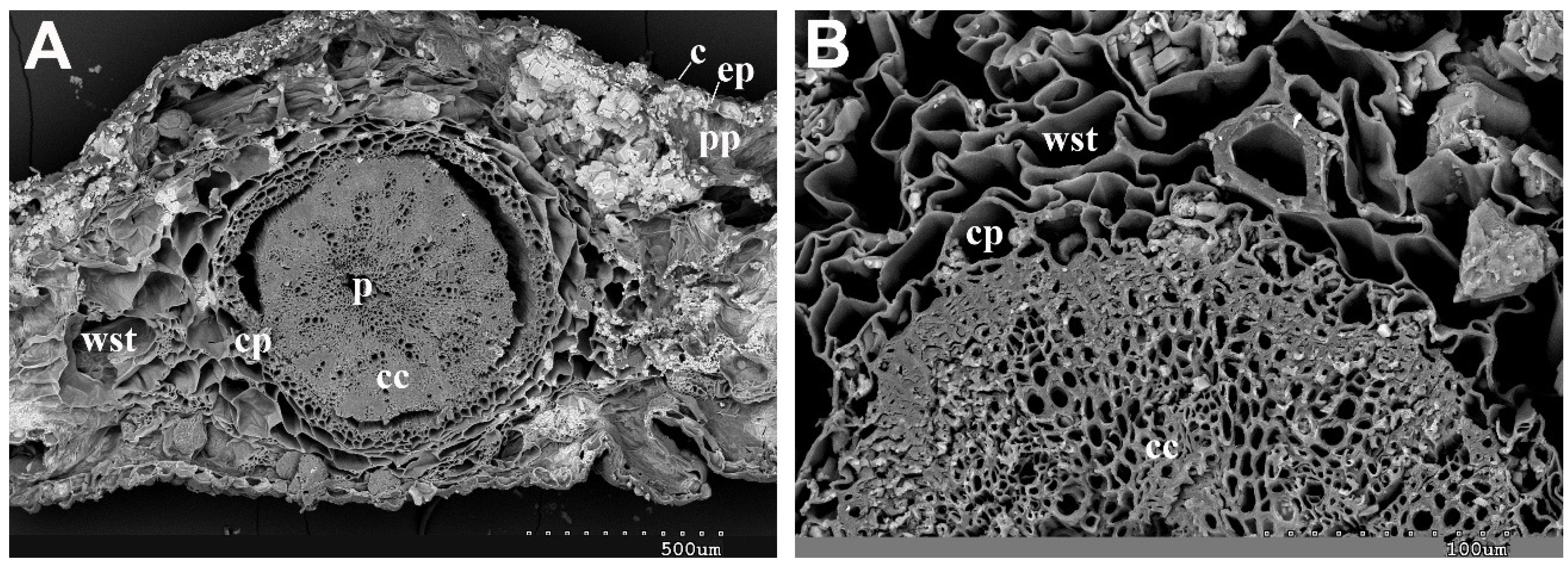 Plants 13 00496 g003