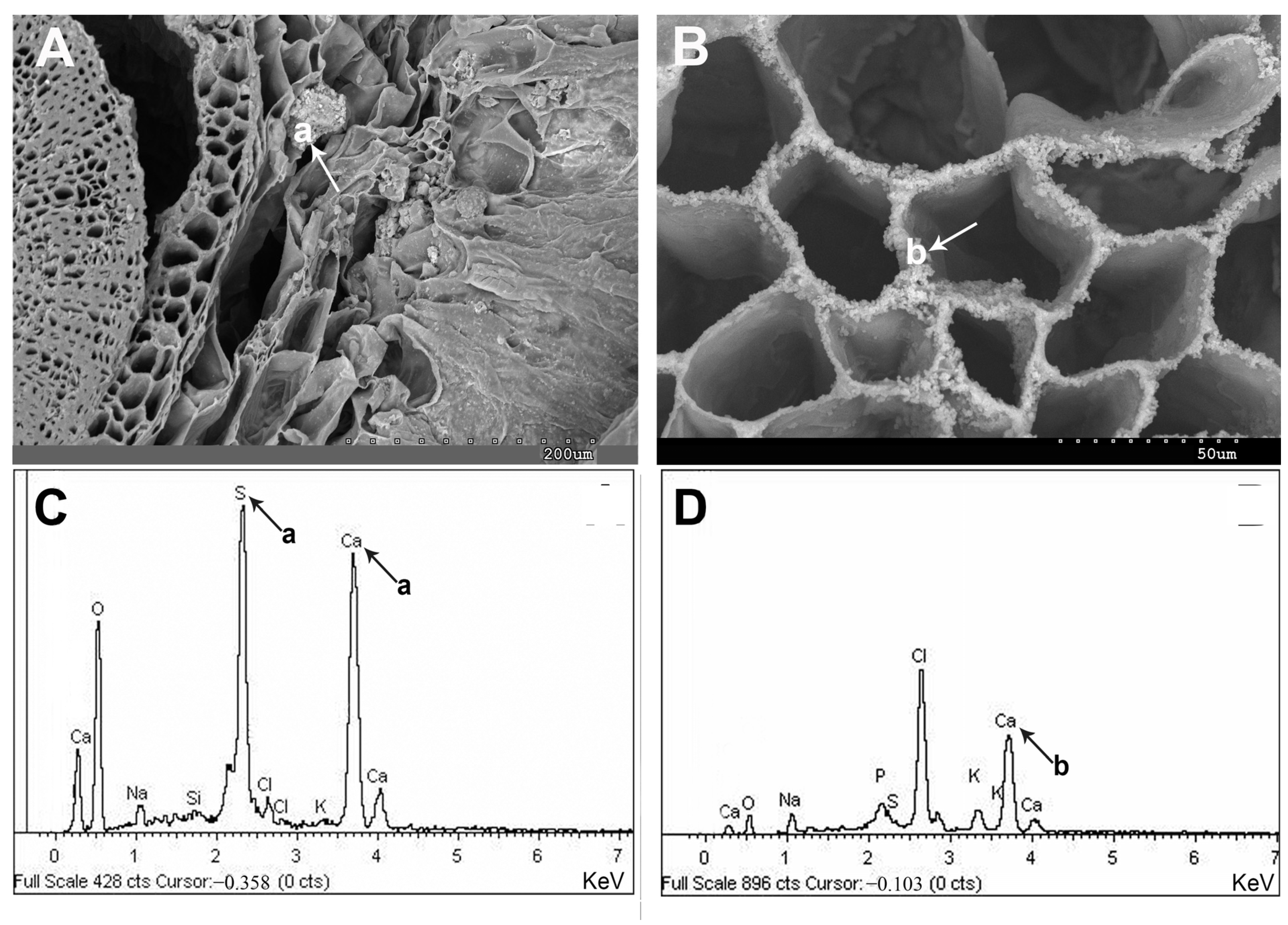 Plants 13 00496 g006