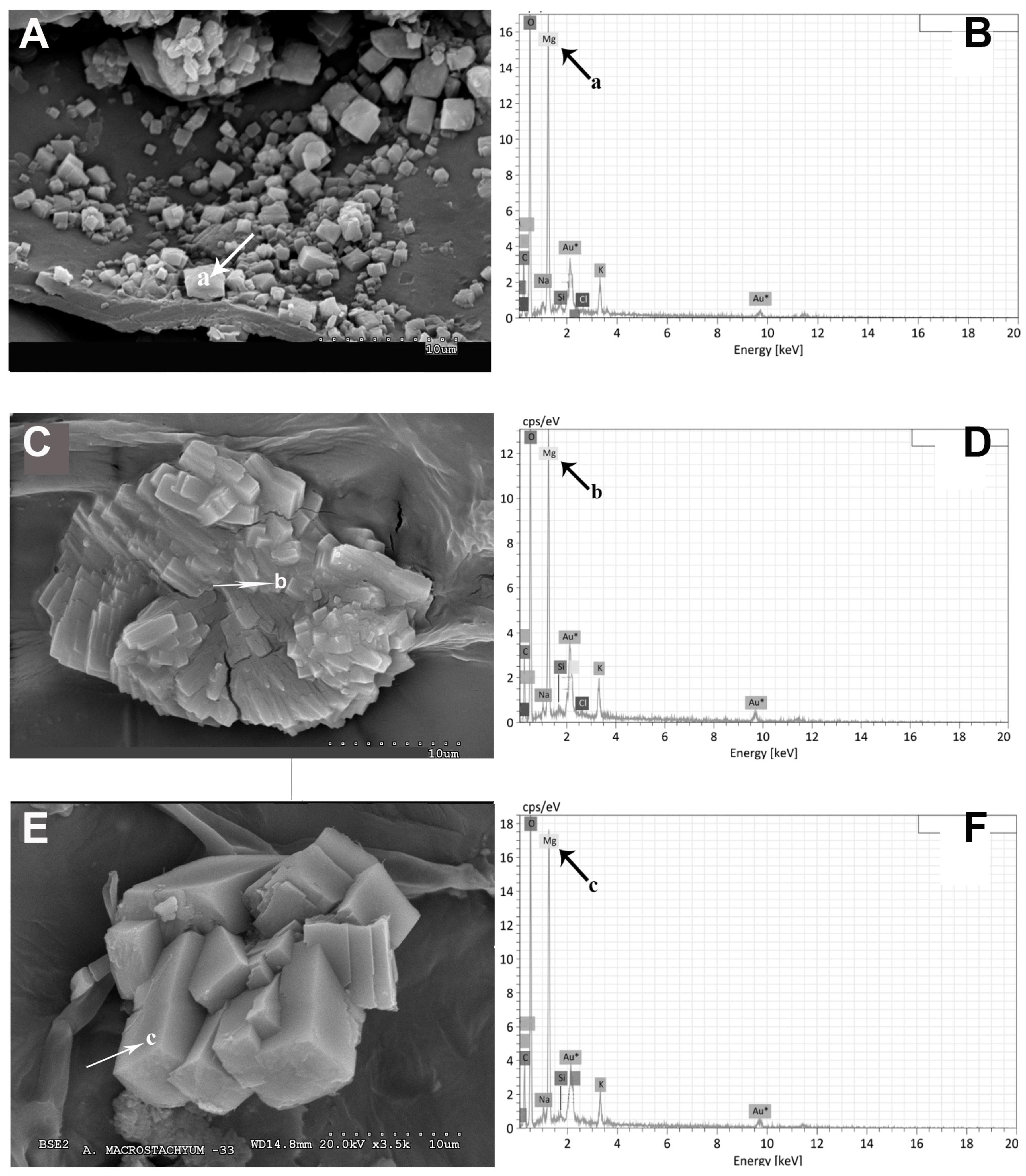 Plants 13 00496 g008