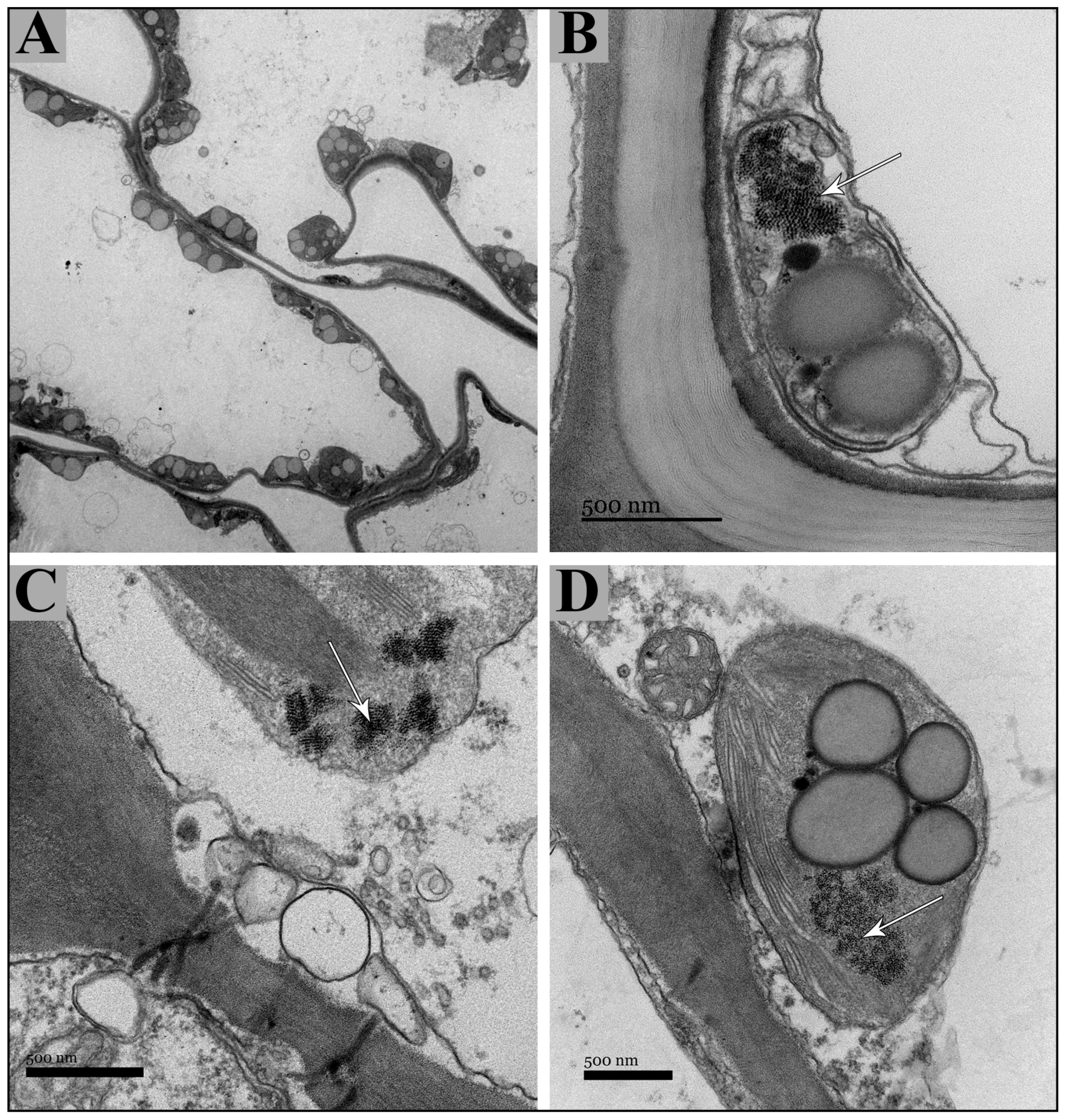 Plants 13 00496 g009