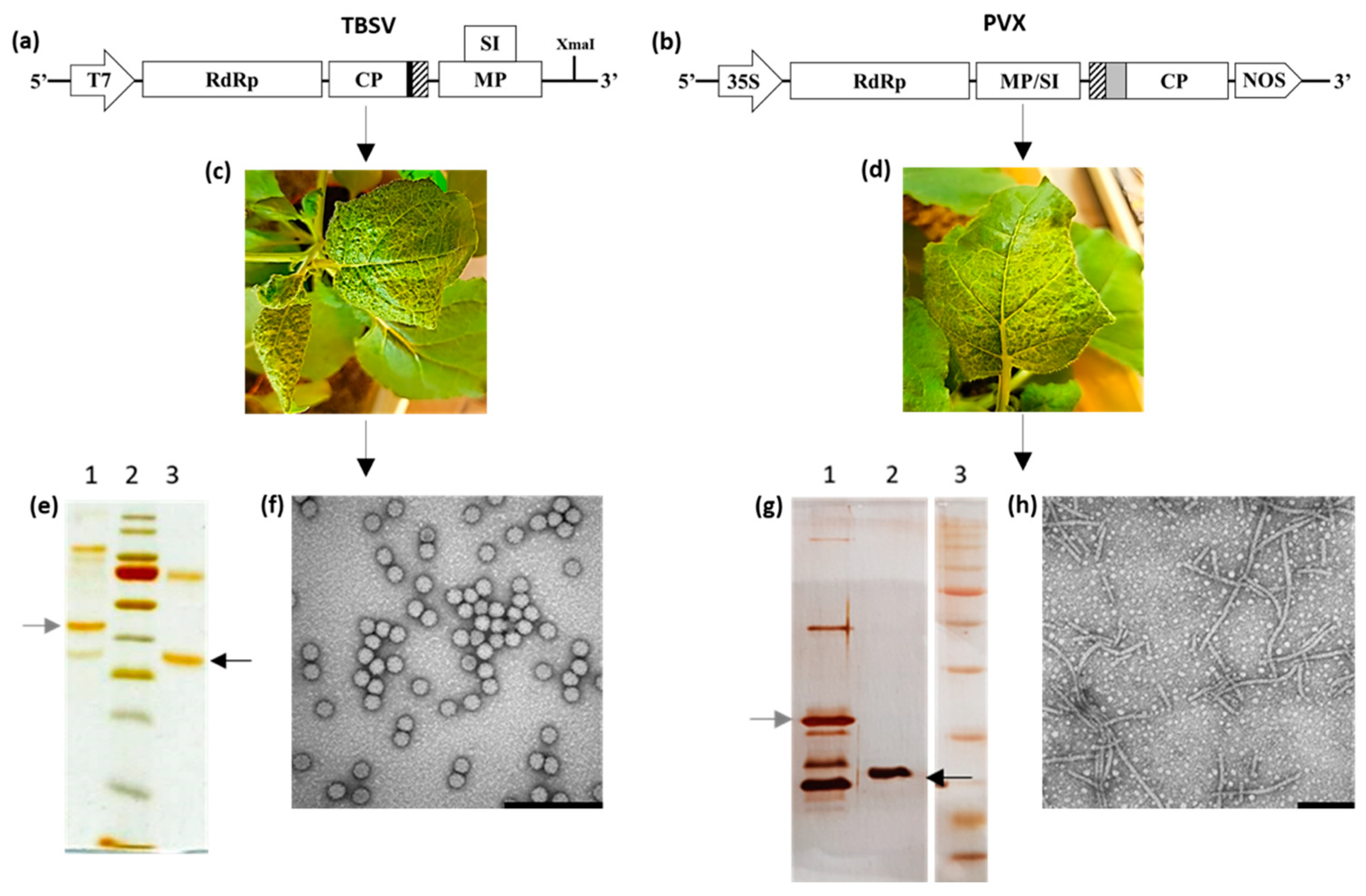 Plants 13 00503 g001