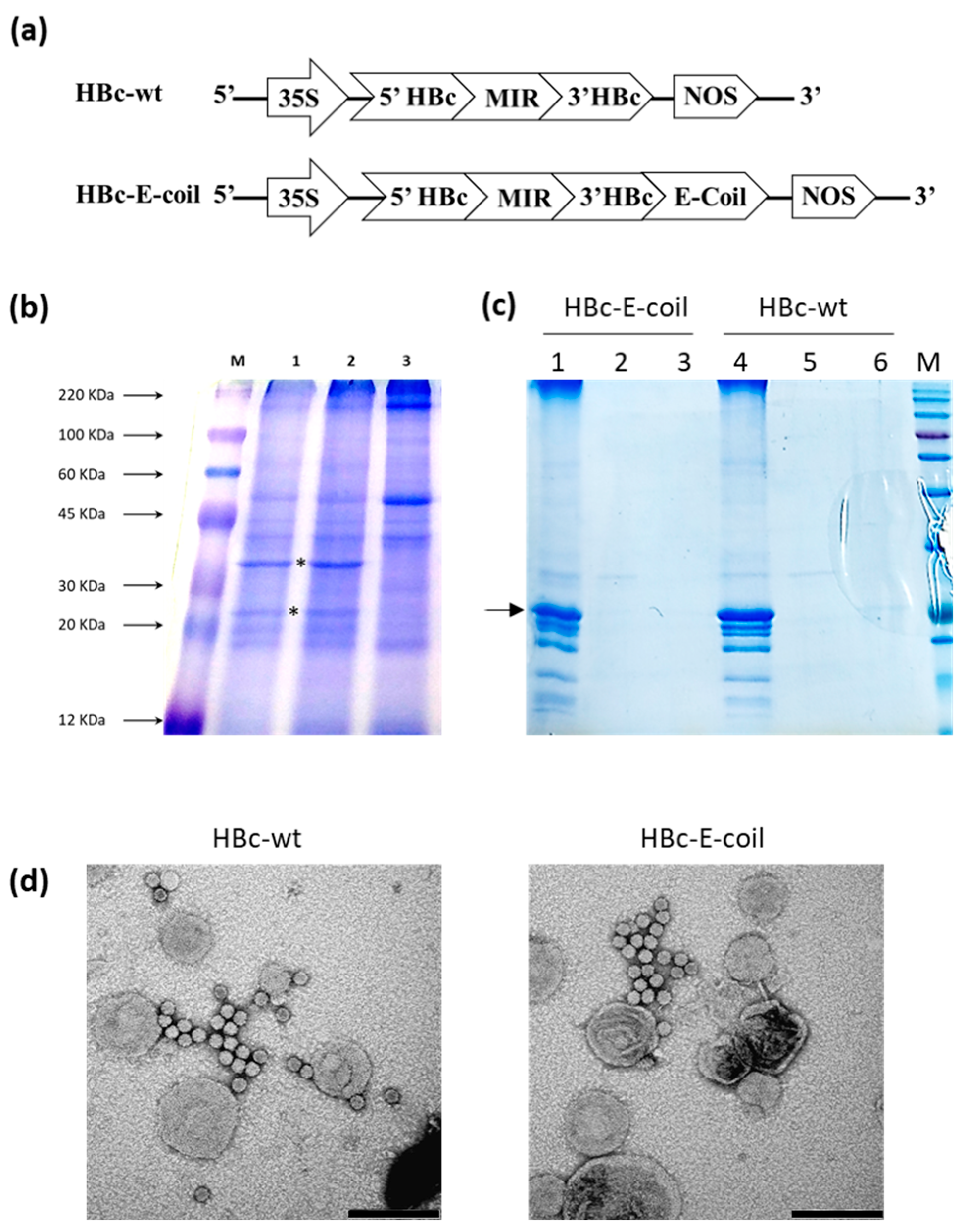 Plants 13 00503 g003