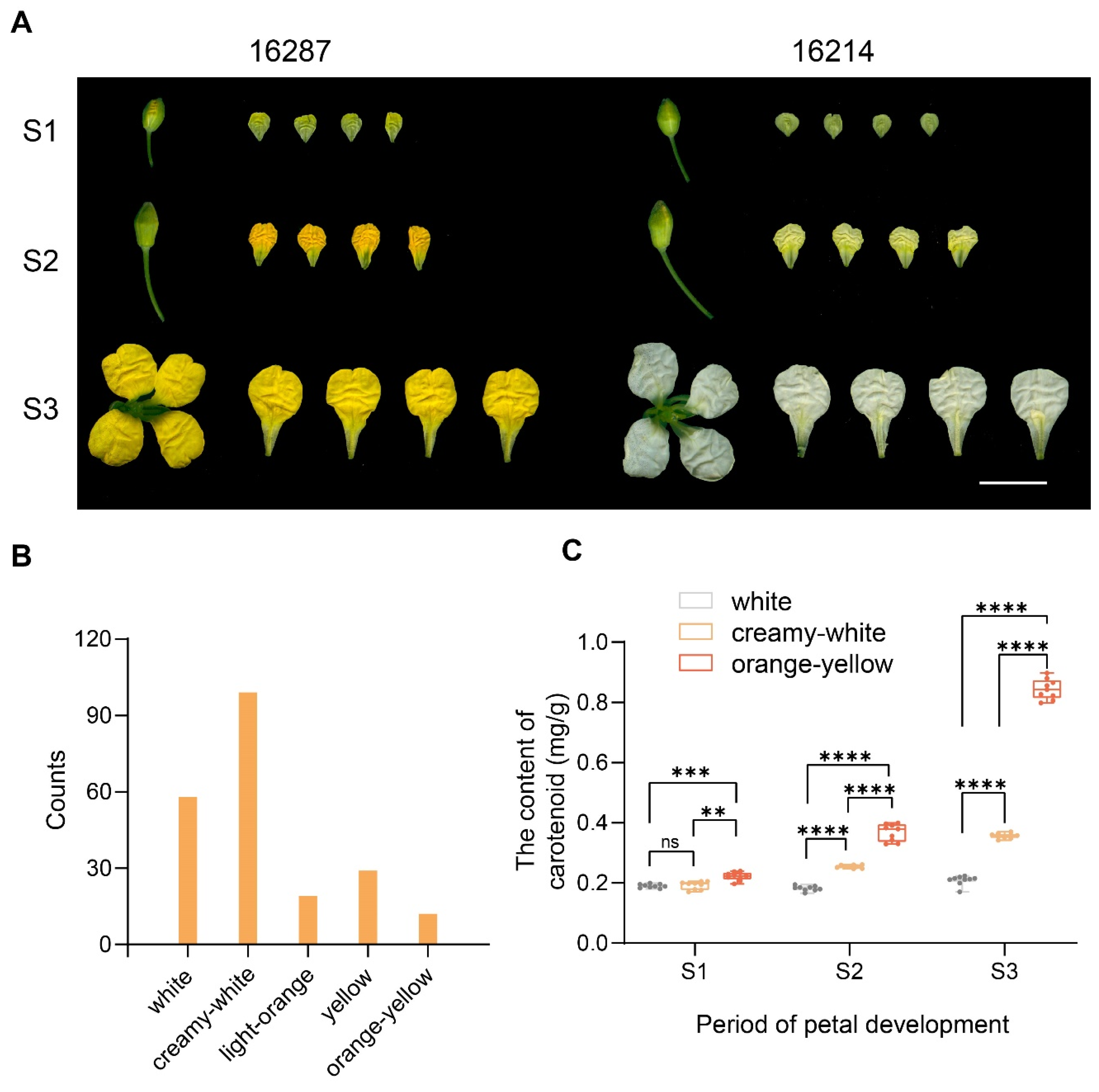 Plants 13 00507 g001