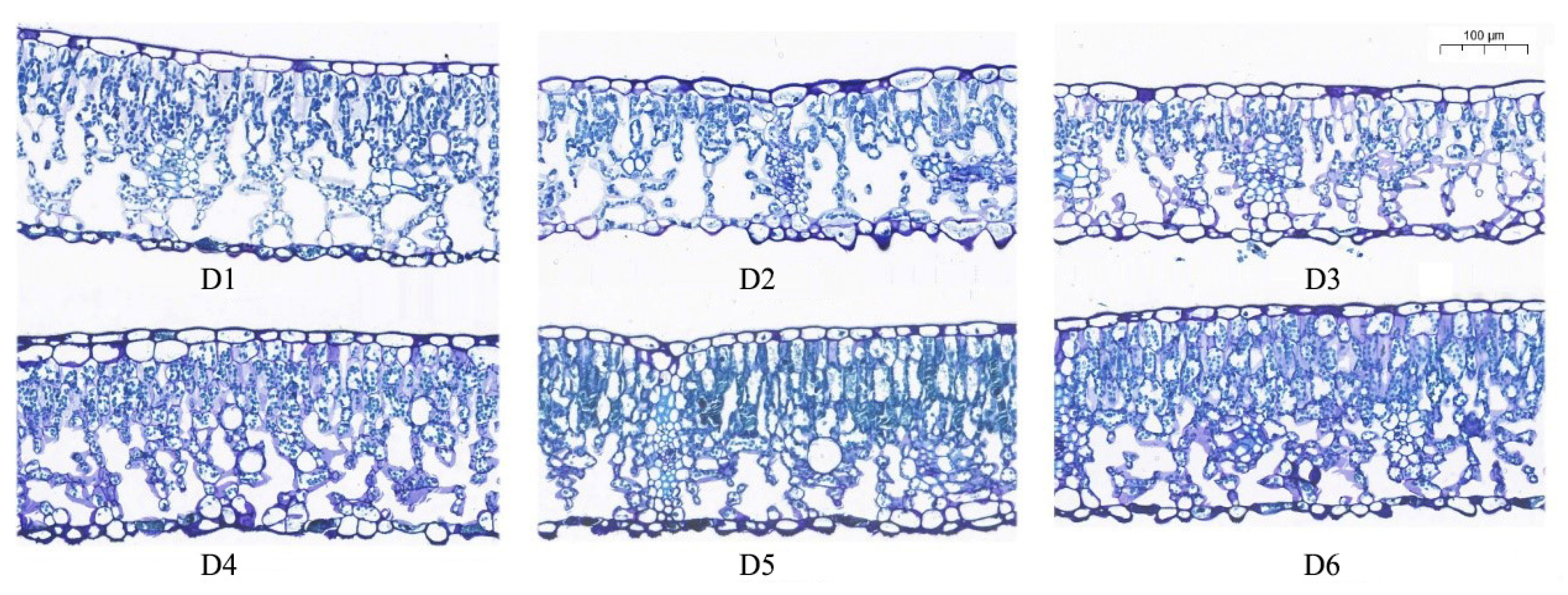 Plants 13 00508 g001