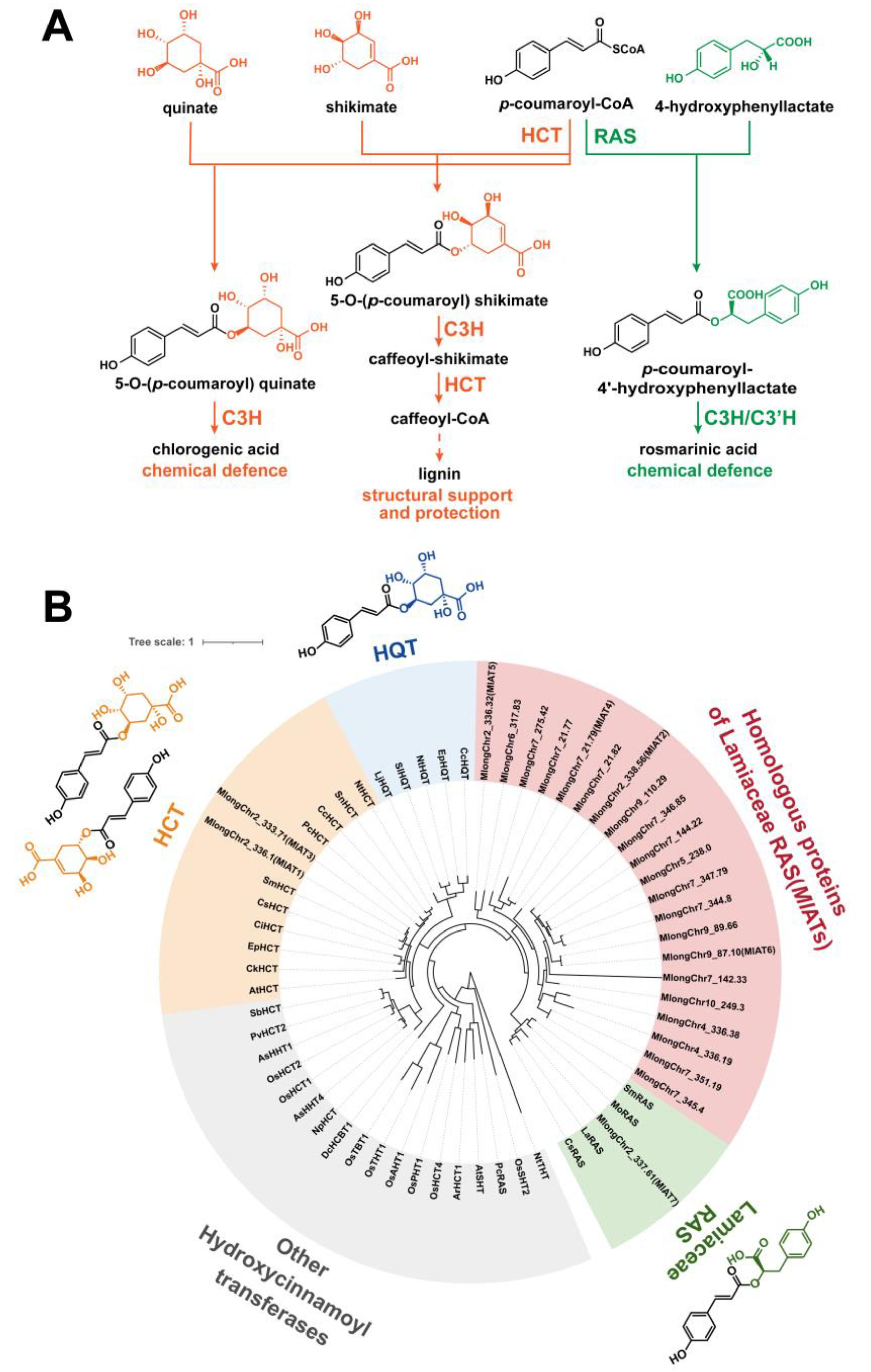 Plants 13 00512 g001