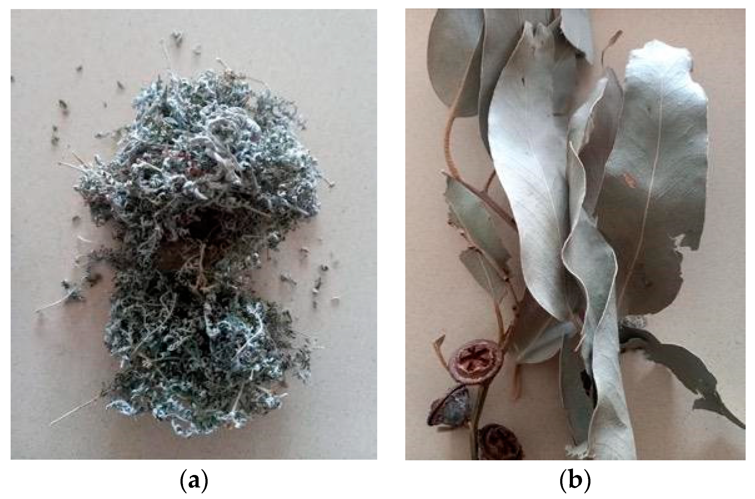 Plants 13 00514 g001