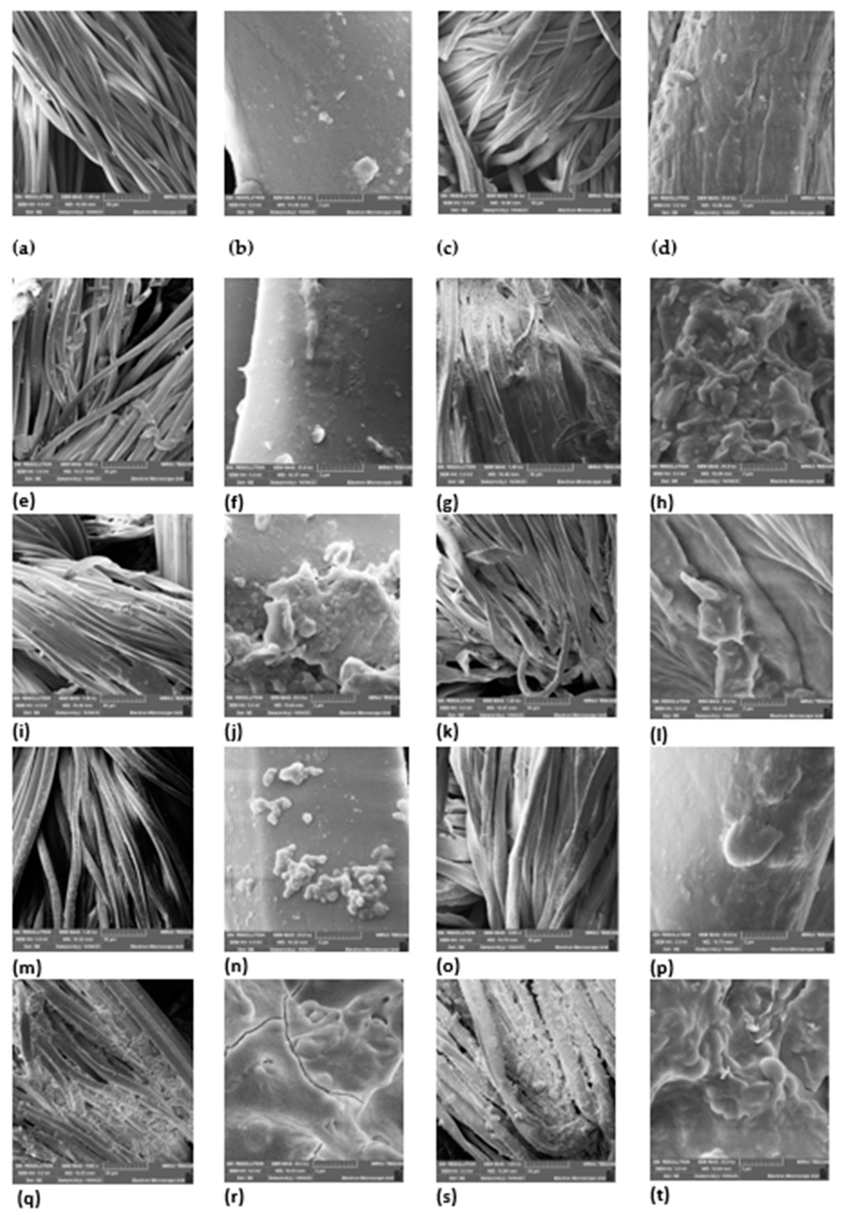 Plants 13 00514 g005