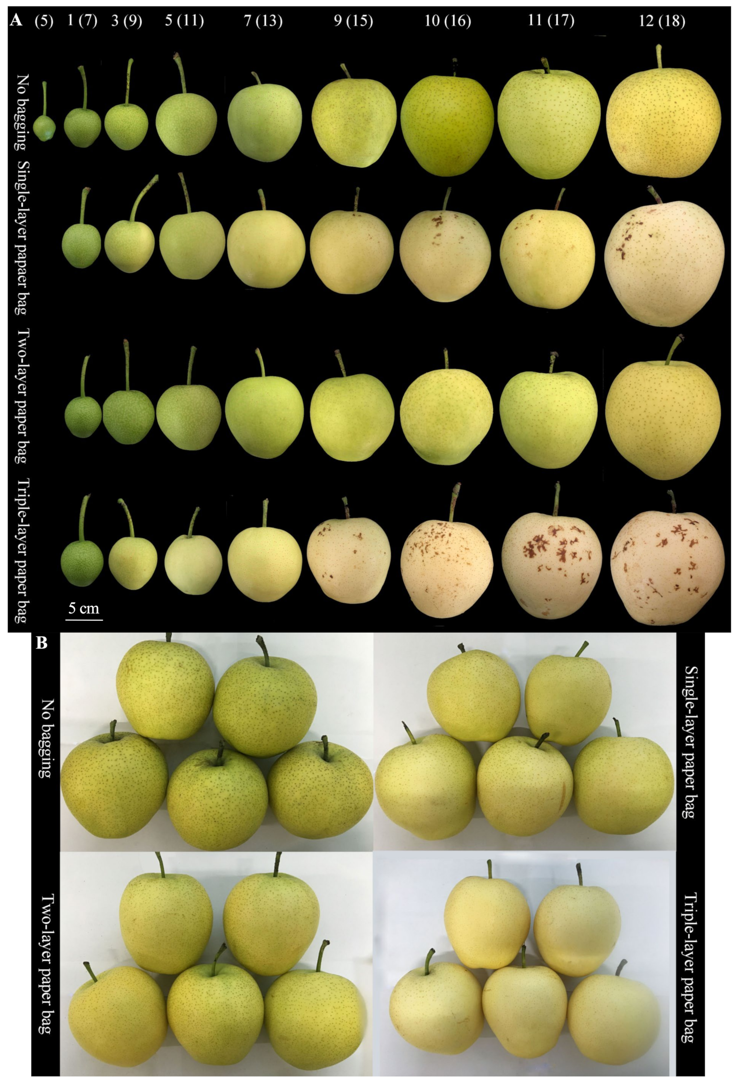 Plants 13 00516 g001