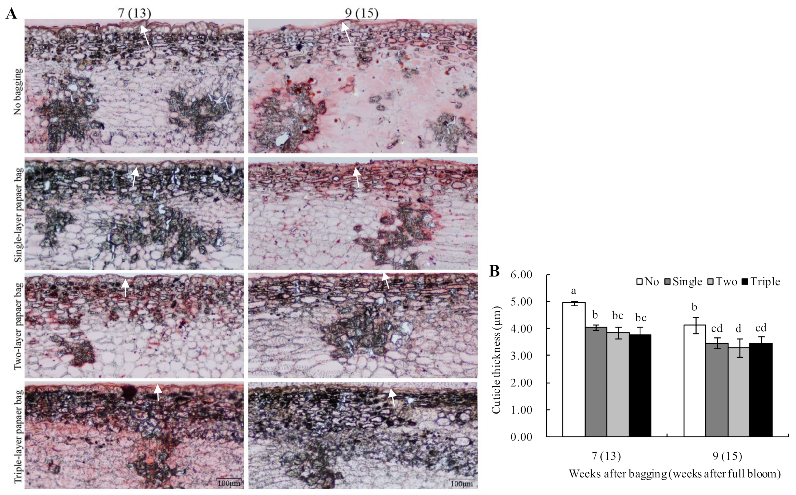 Plants 13 00516 g004
