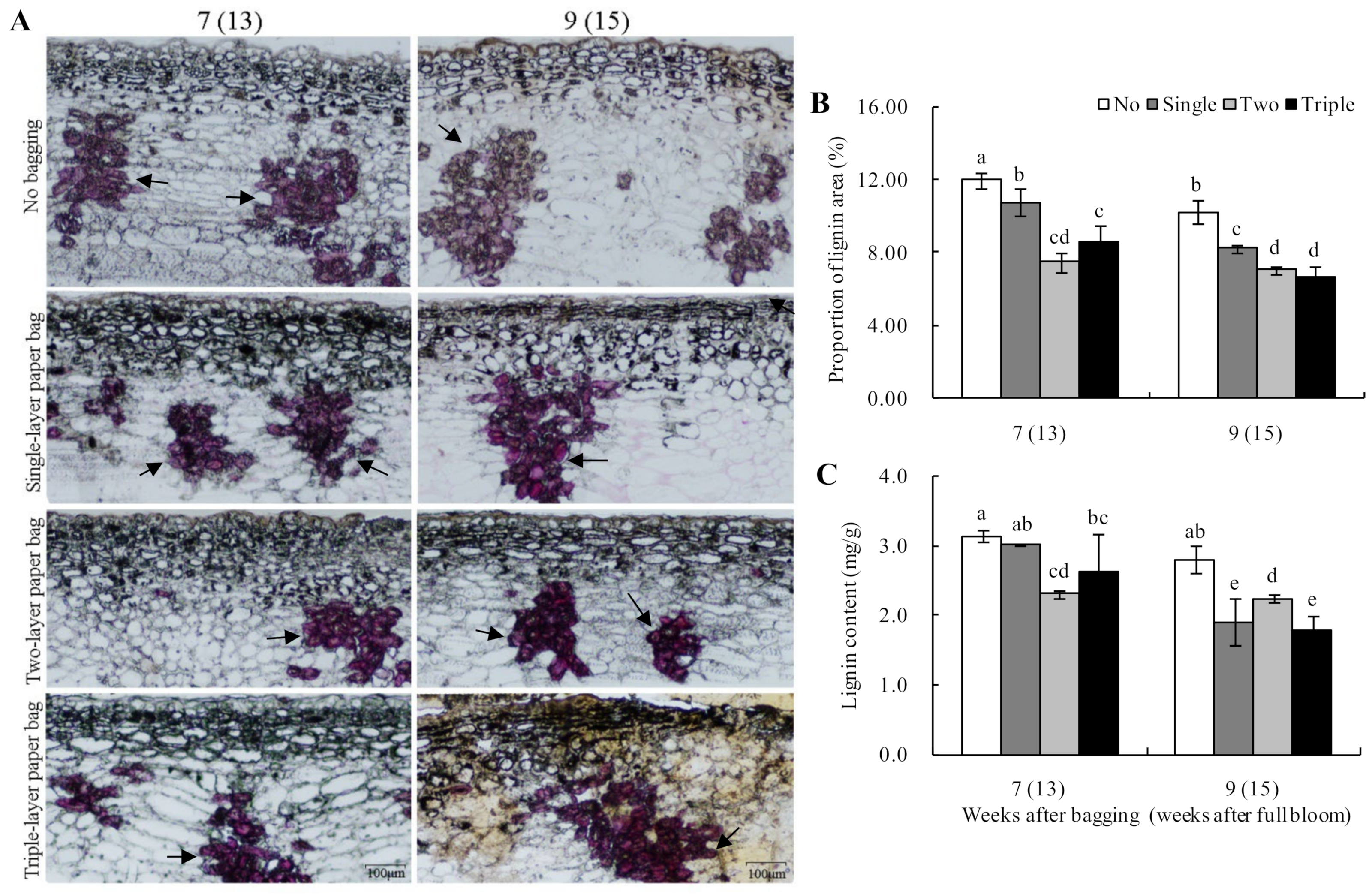 Plants 13 00516 g005