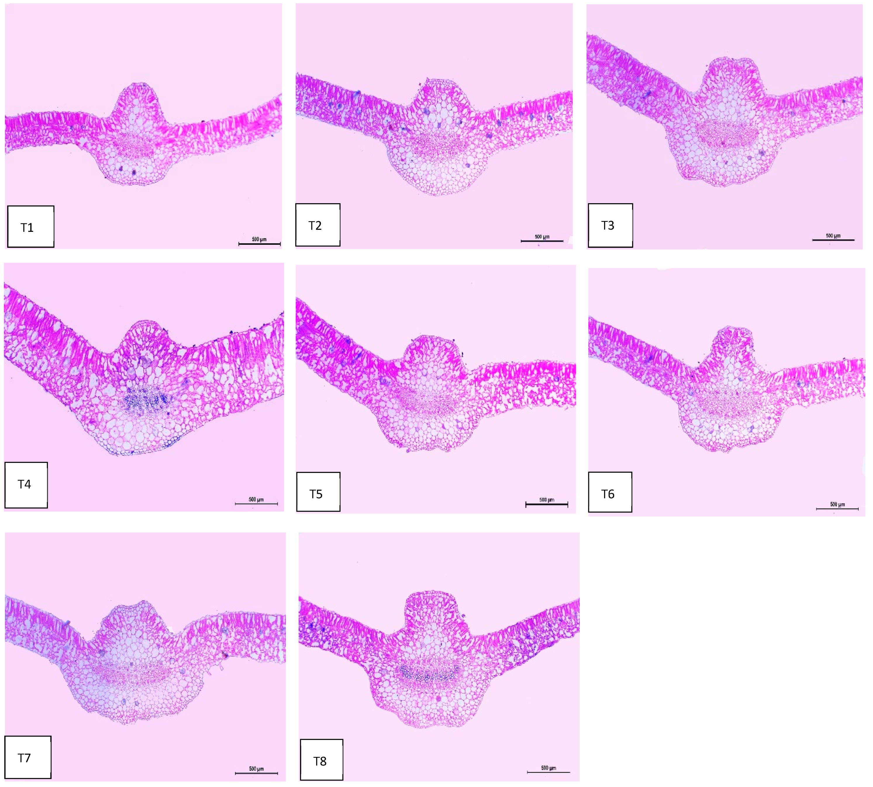 Plants 13 00517 g006