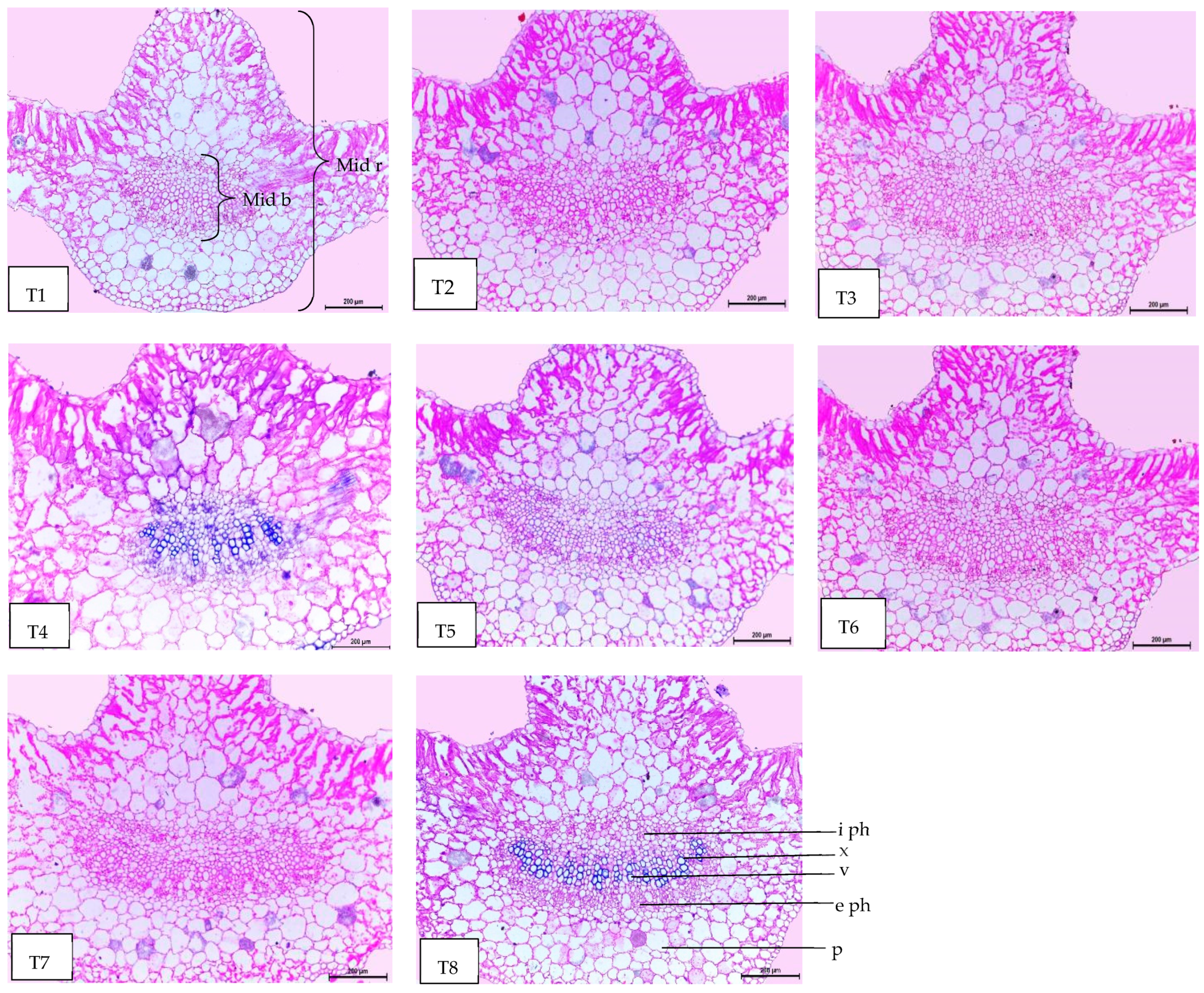 Plants 13 00517 g007