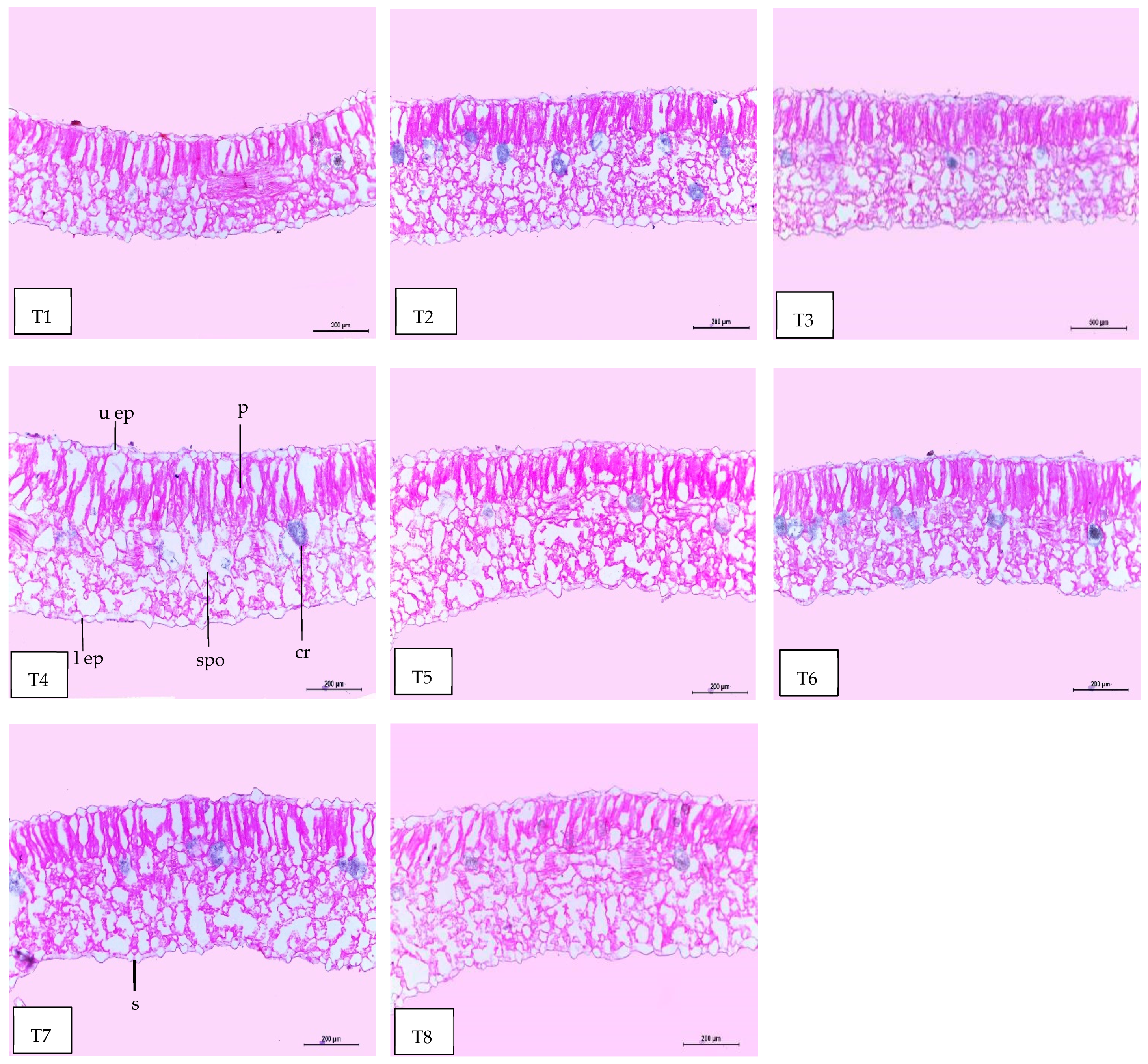 Plants 13 00517 g008