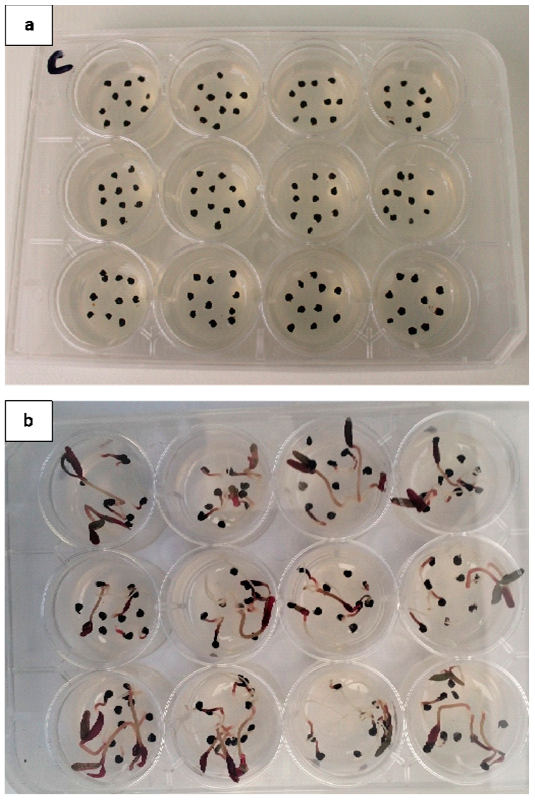 Plants 13 00518 g003