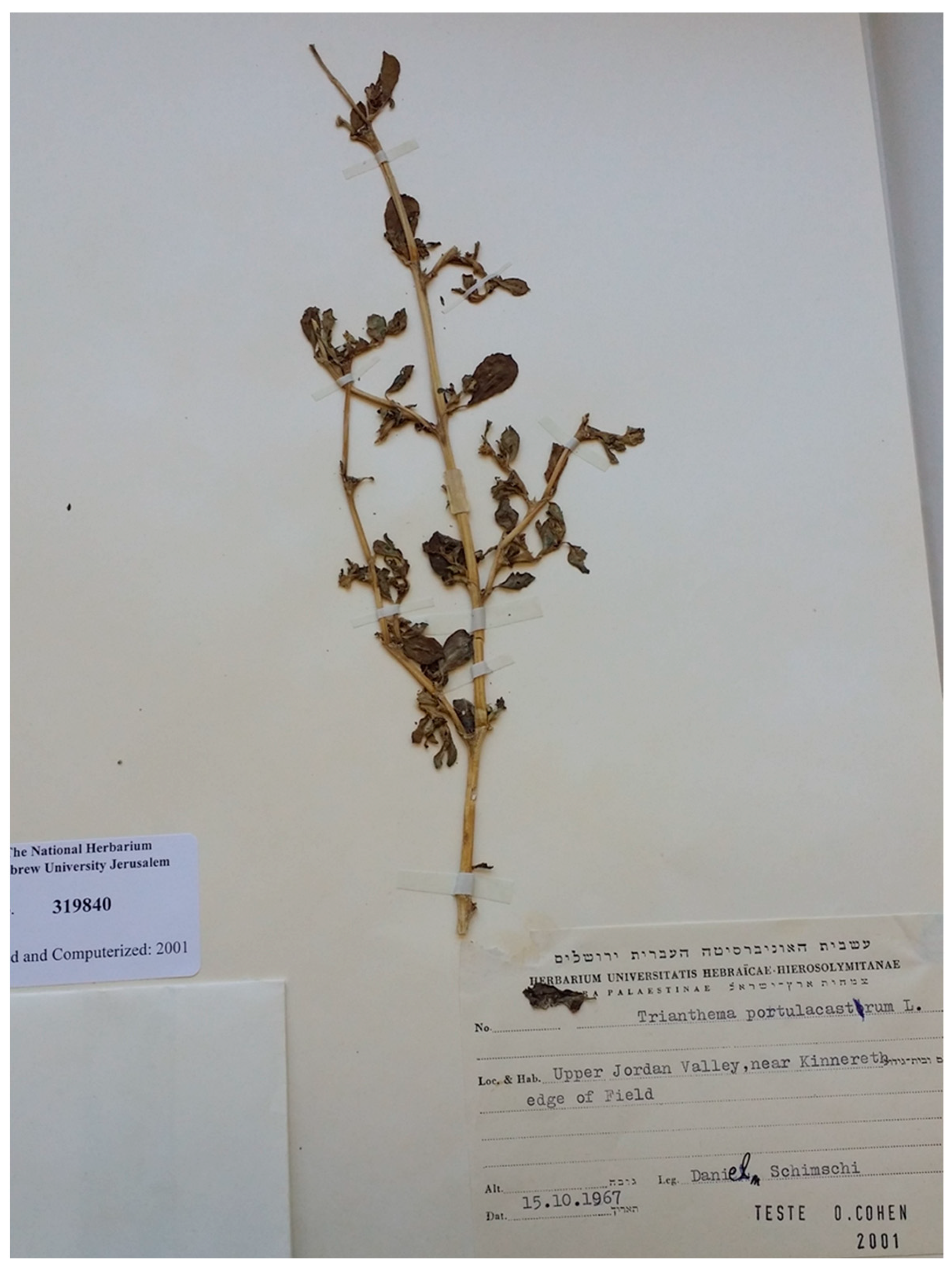 Plants 13 00518 g004