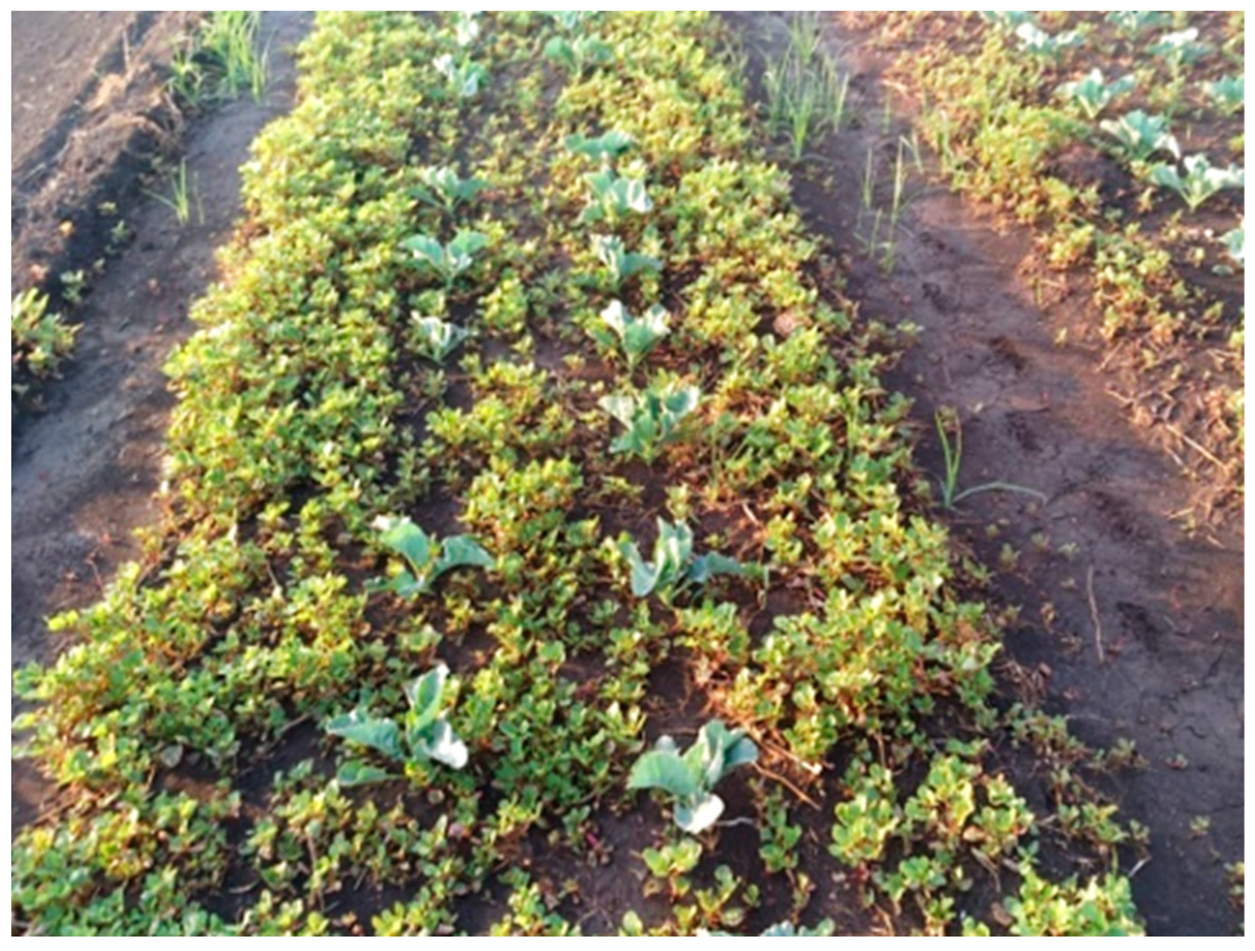 Plants 13 00518 g006