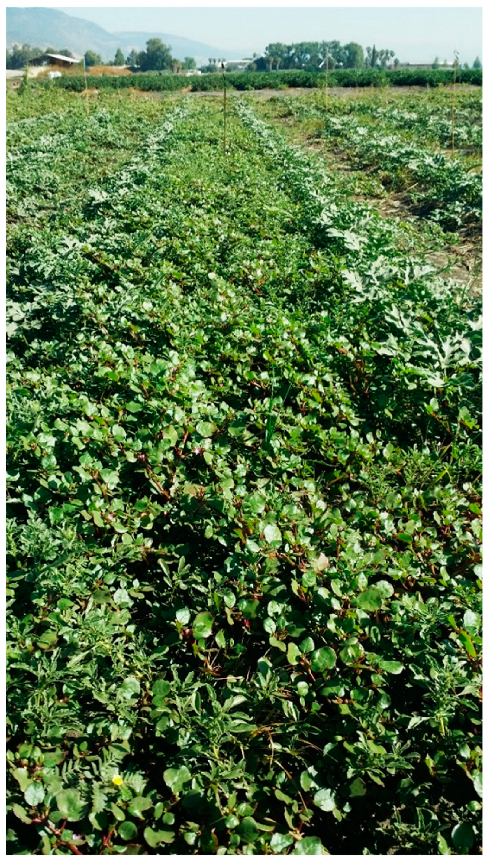 Plants 13 00518 g008