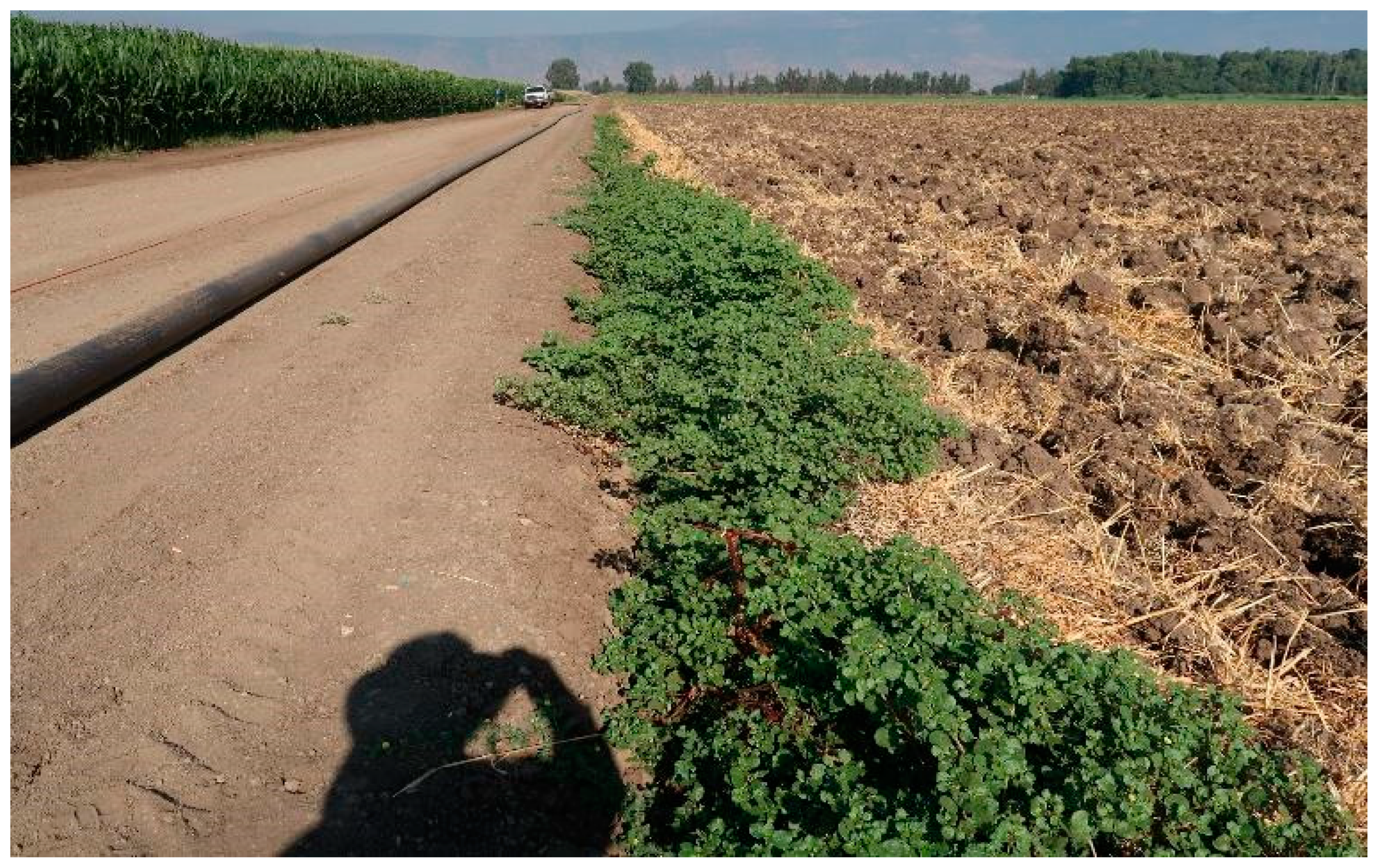 Plants 13 00518 g009