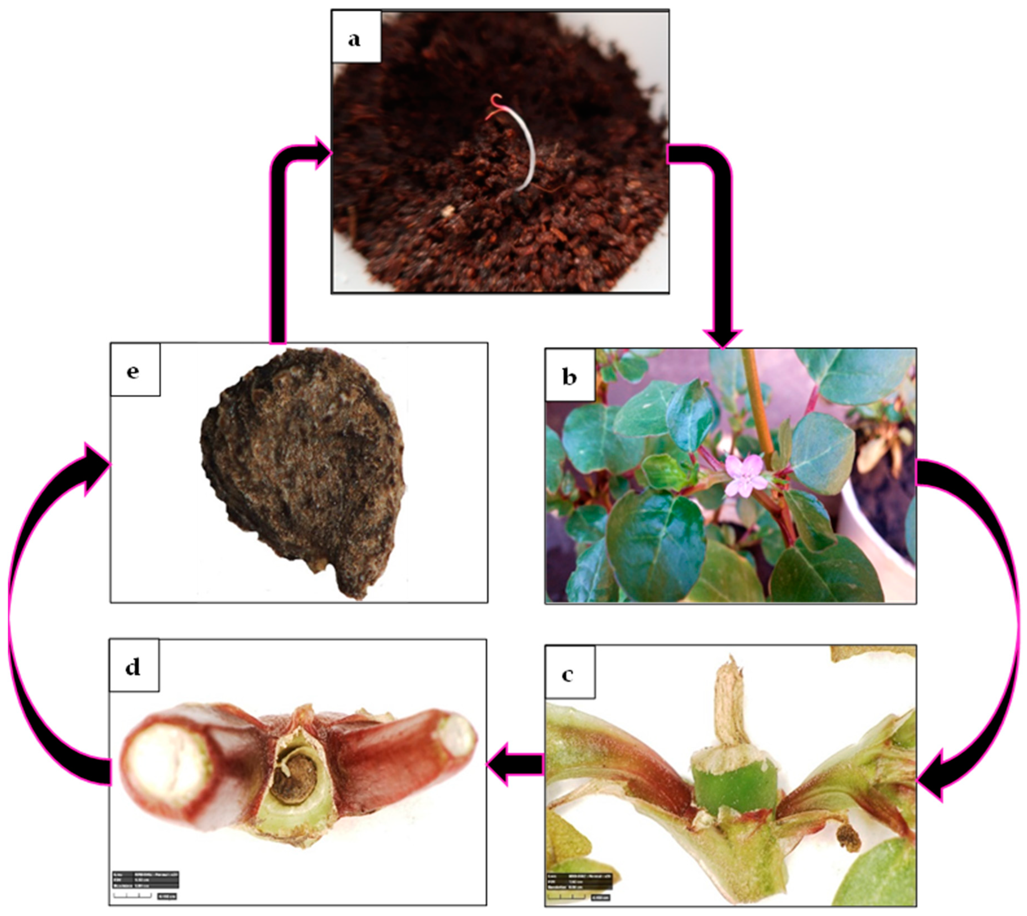 Plants 13 00518 g010