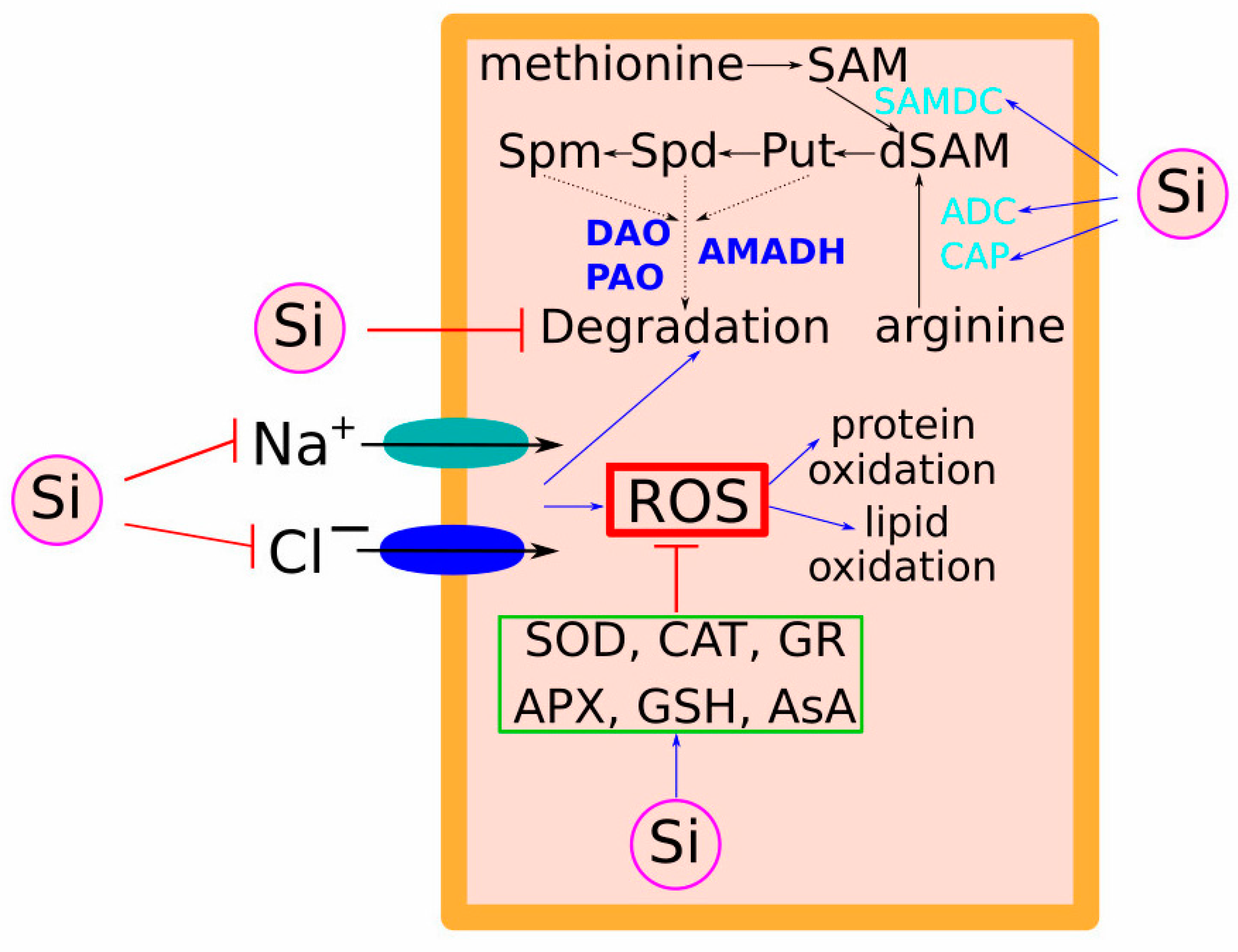 Plants 13 00525 g003