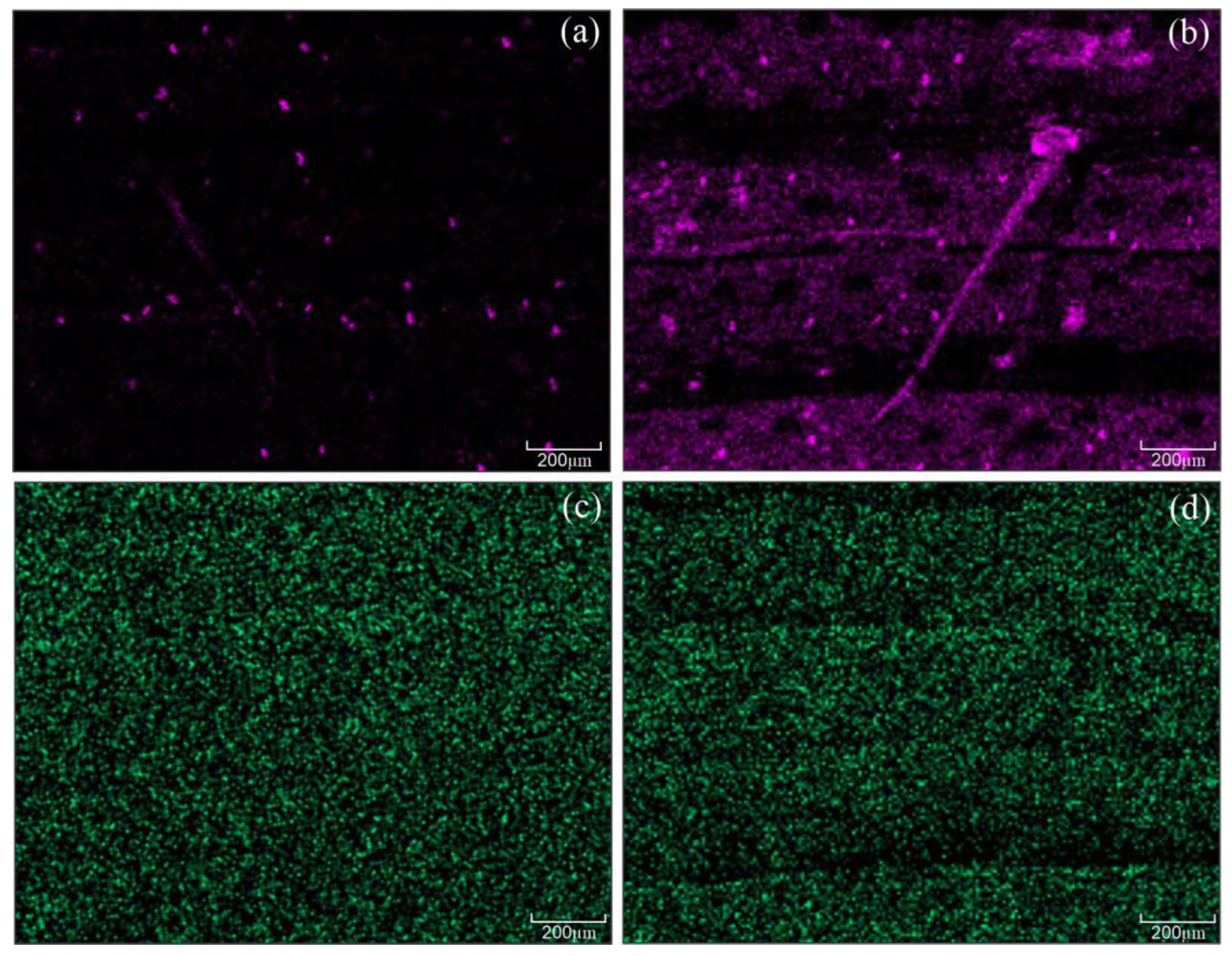 Plants 13 00531 g002