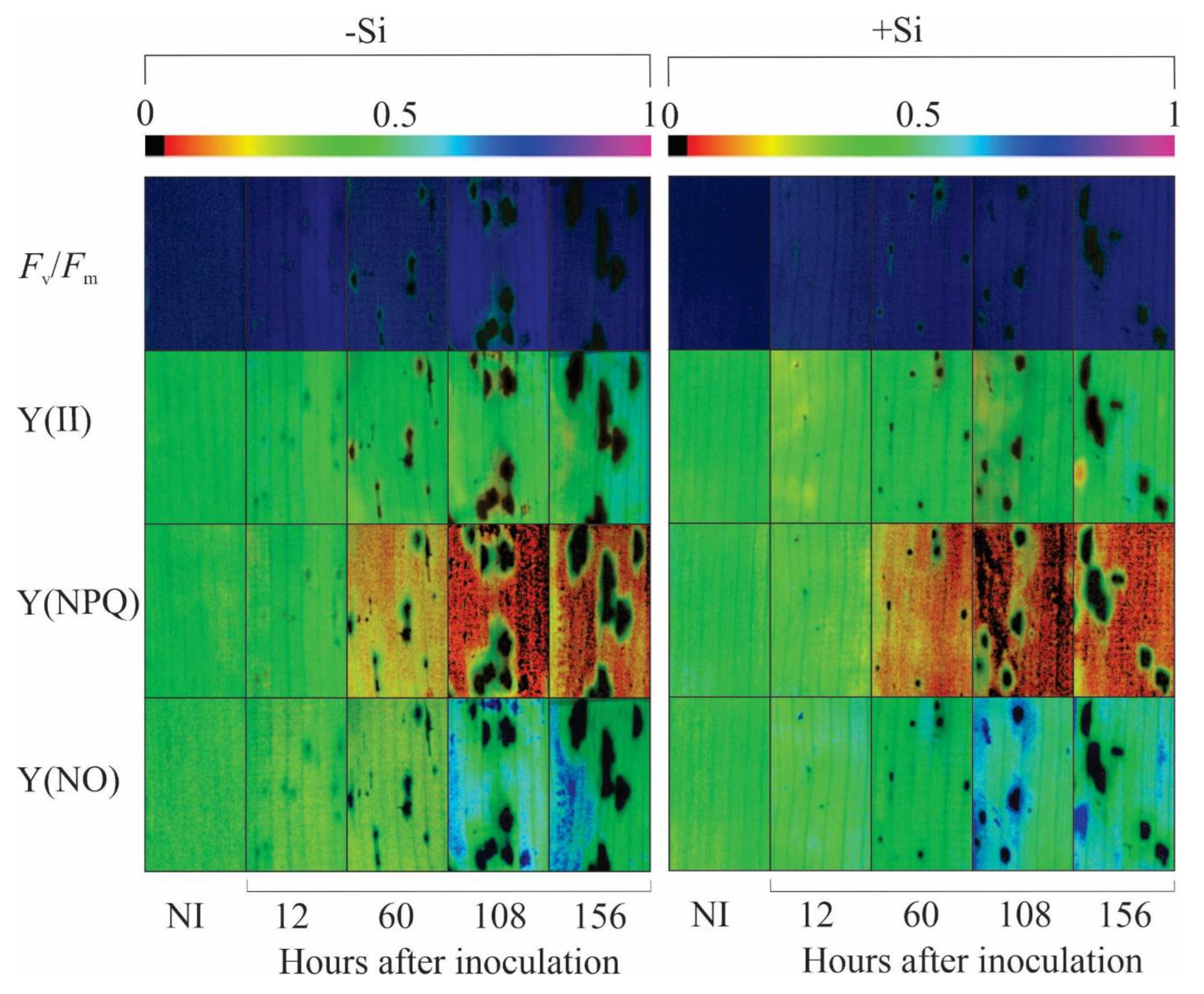Plants 13 00531 g005