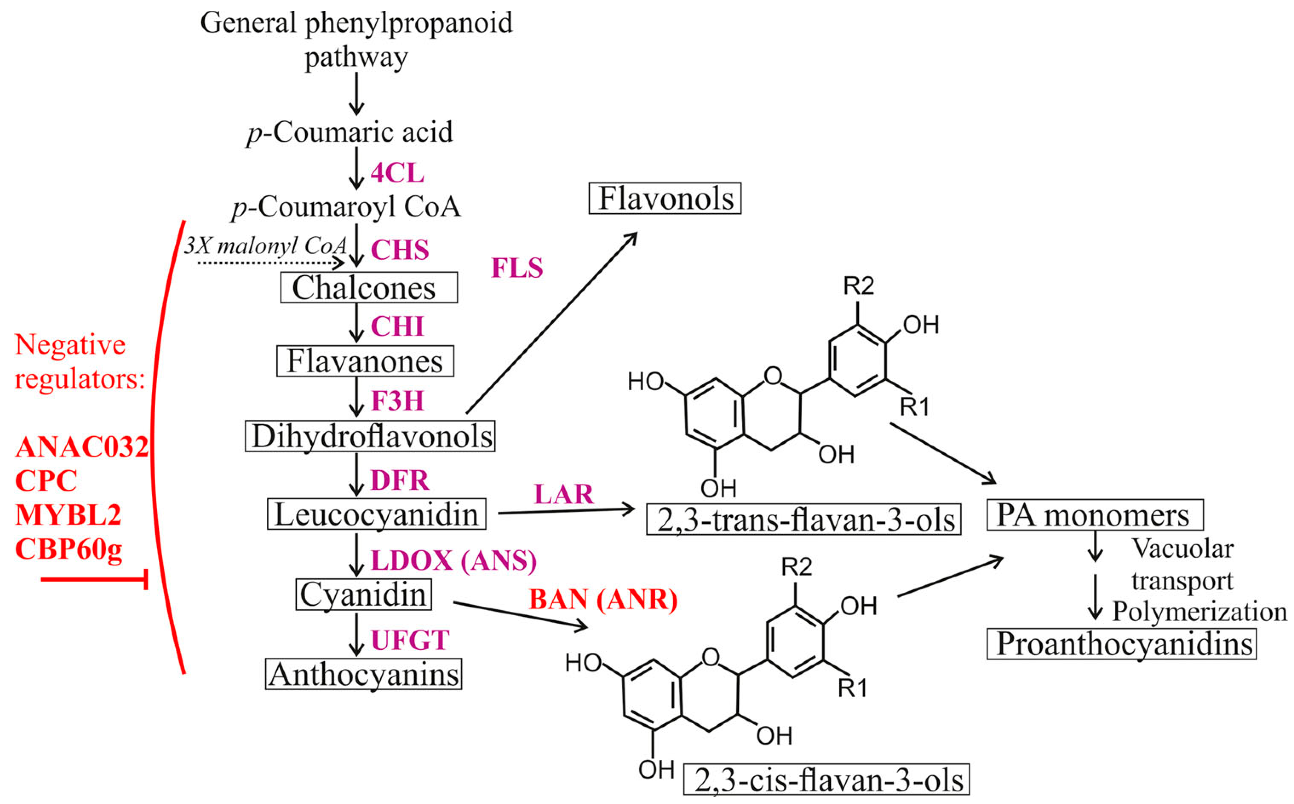Plants 13 00541 g001