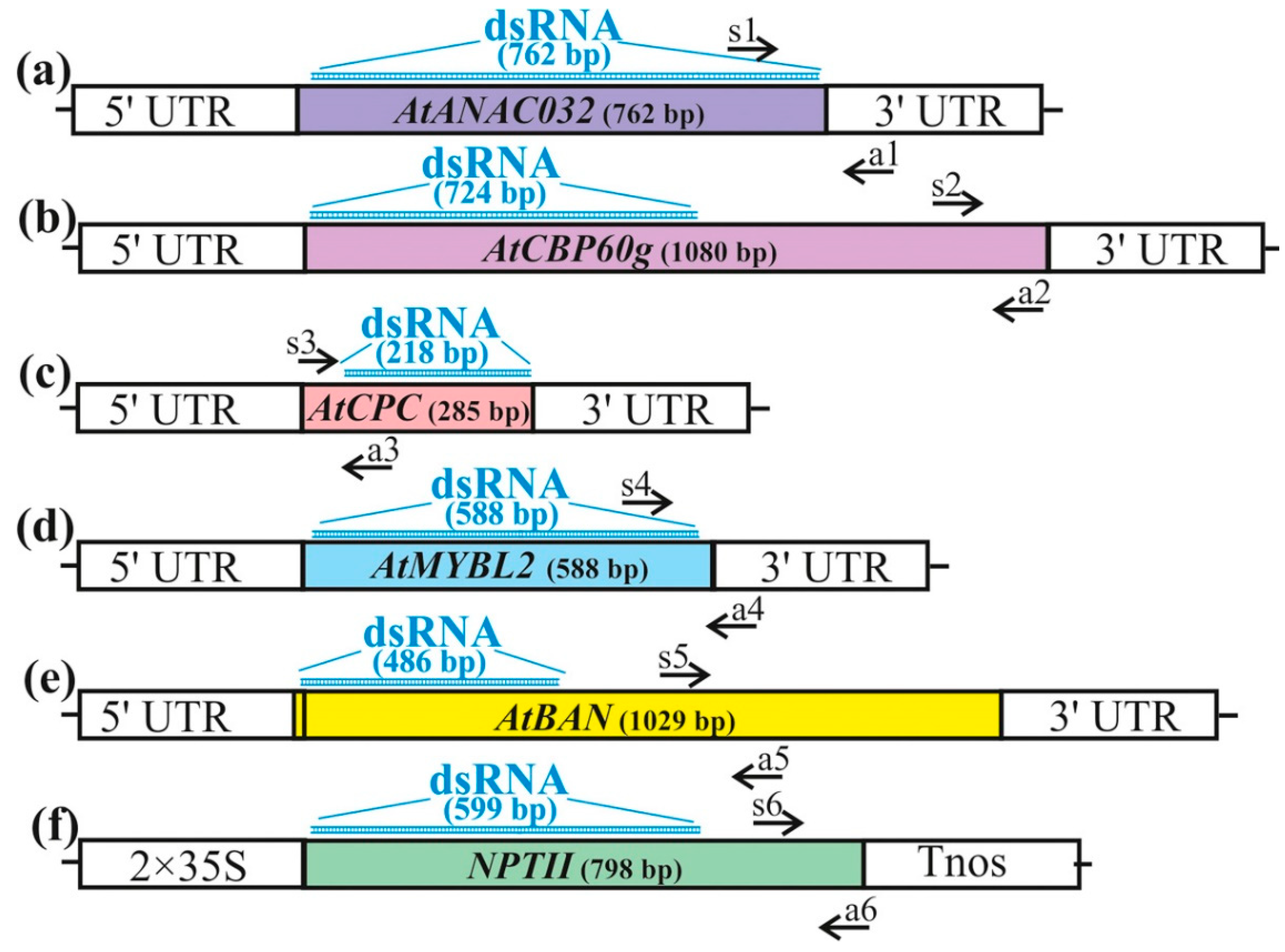 Plants 13 00541 g002