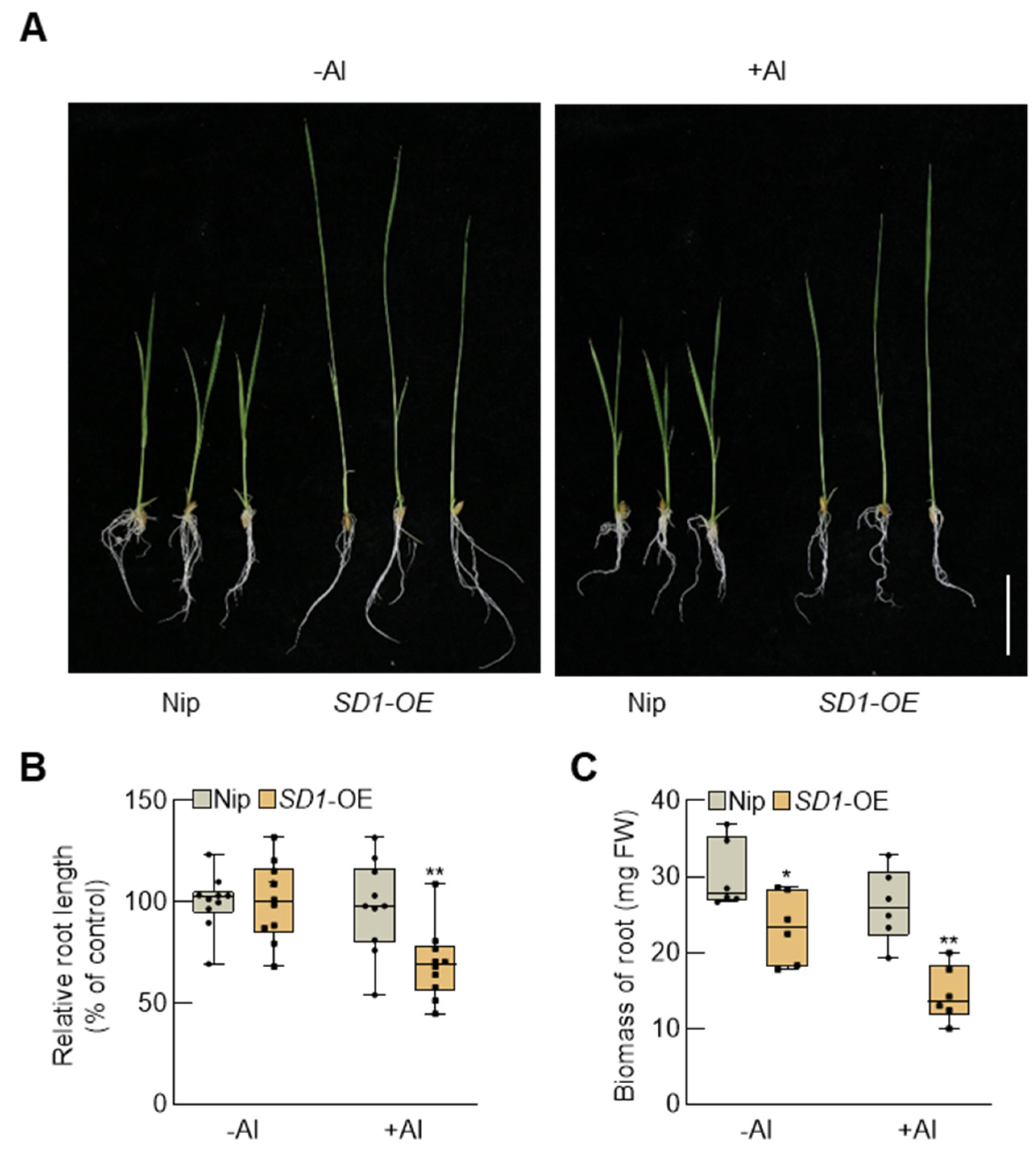 Plants 13 00543 g003