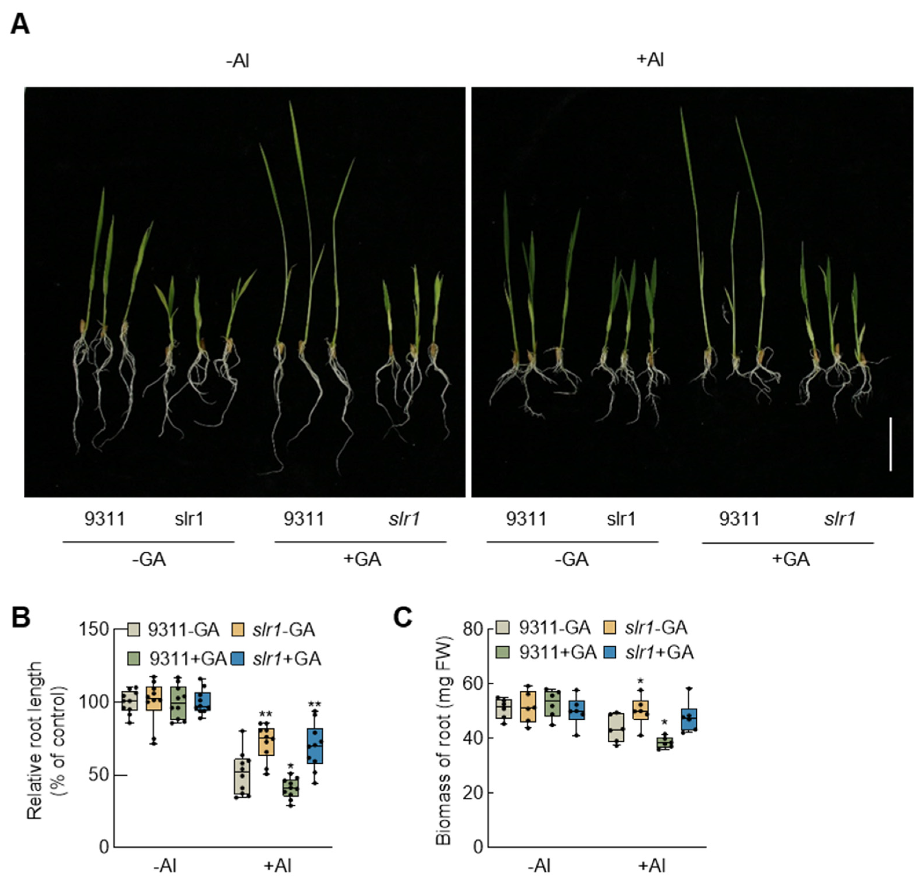 Plants 13 00543 g004