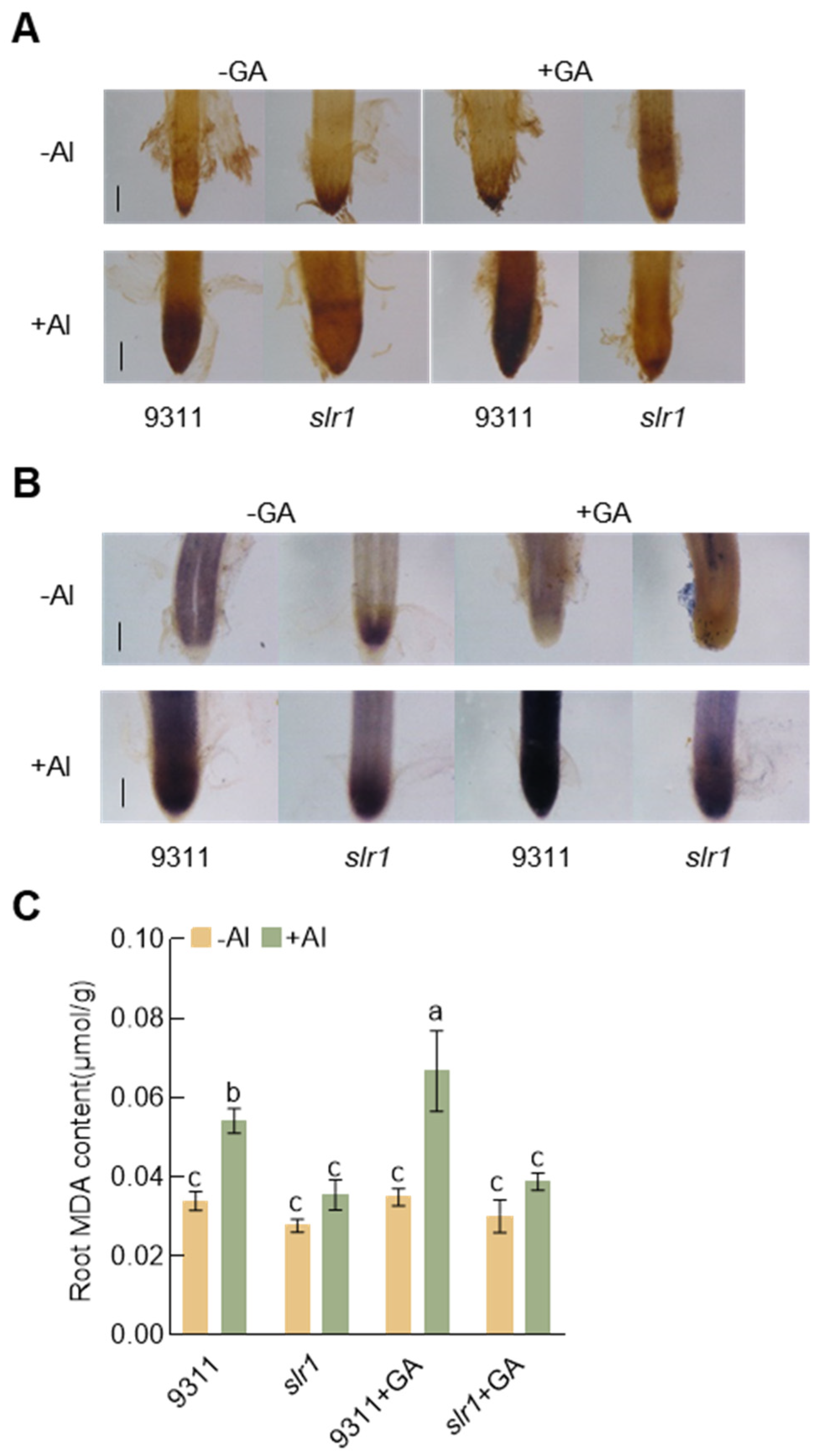 Plants 13 00543 g005