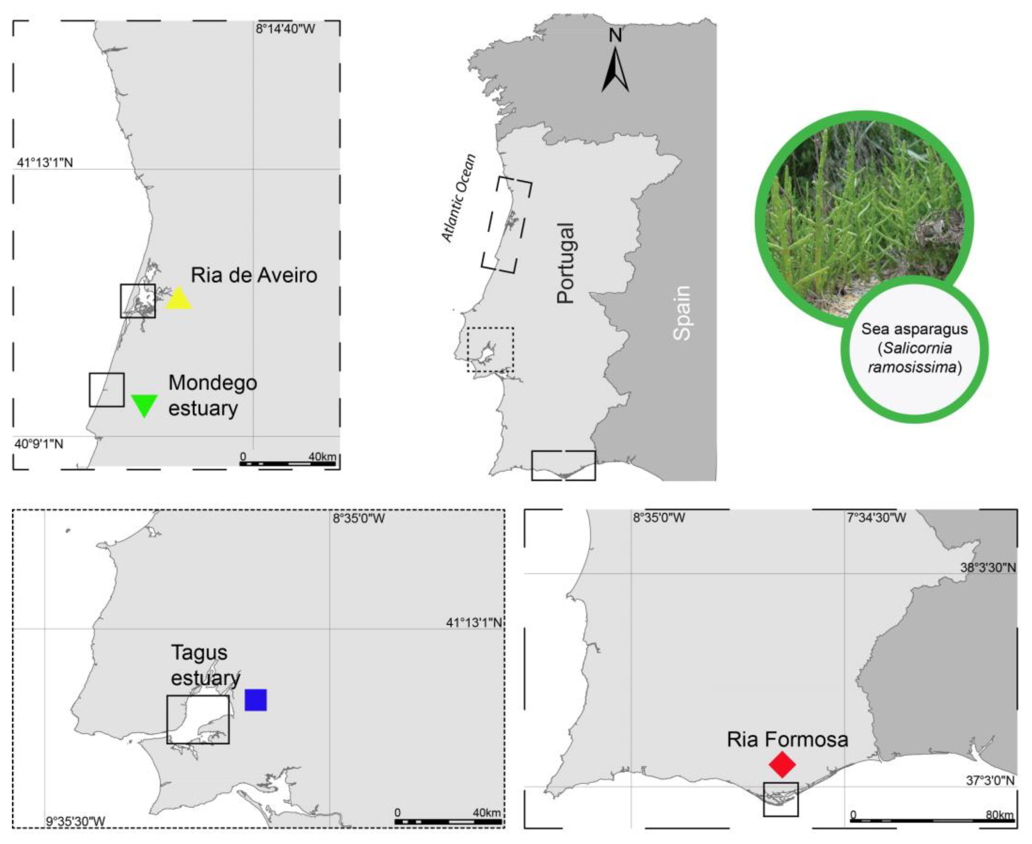 Plants 13 00545 g004