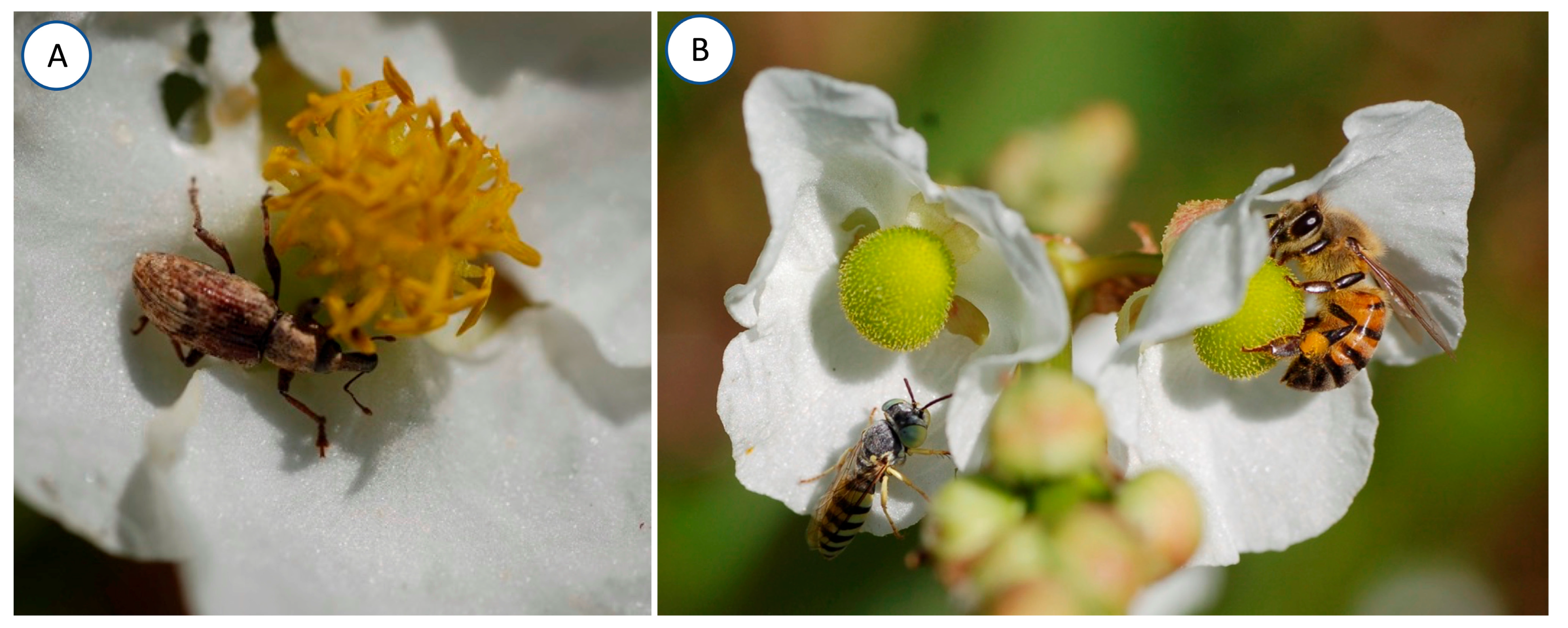 Plants 13 00547 g001