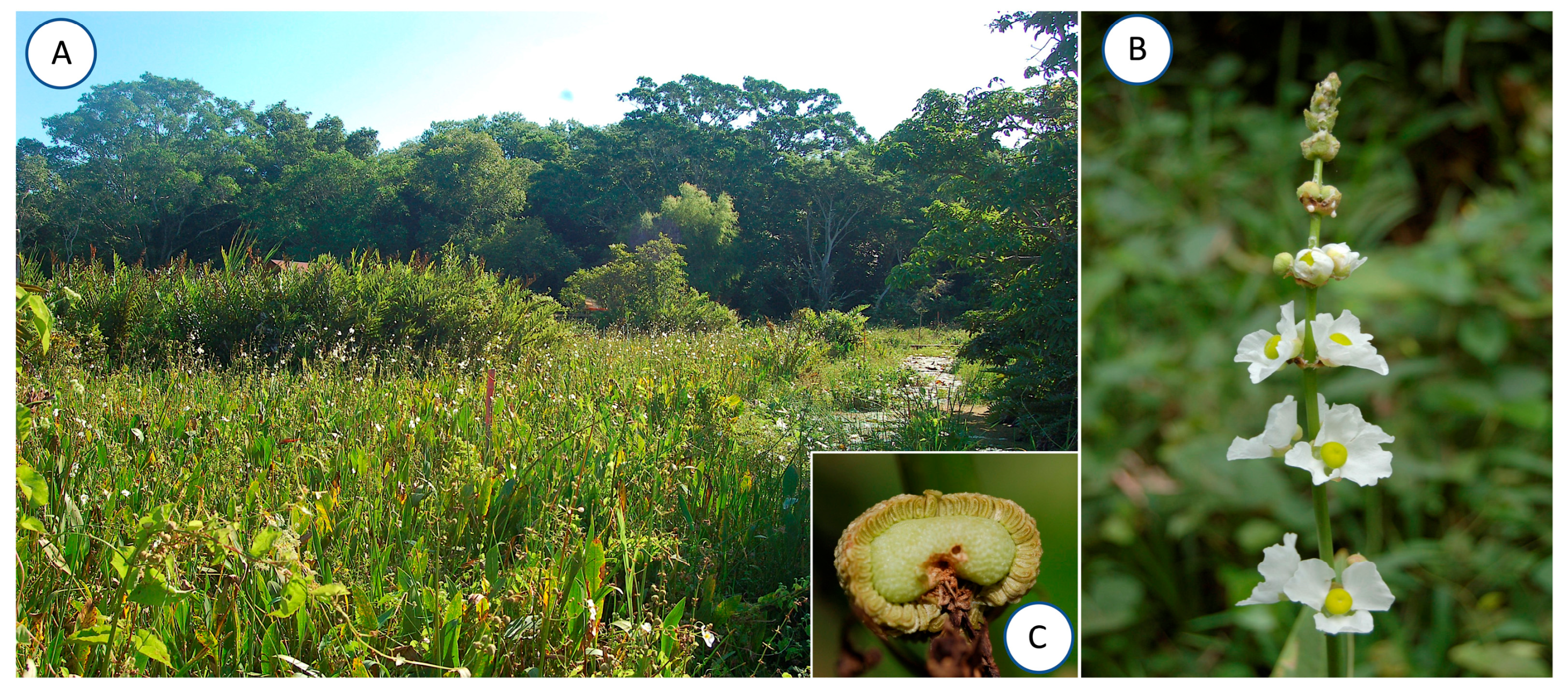 Plants 13 00547 g005