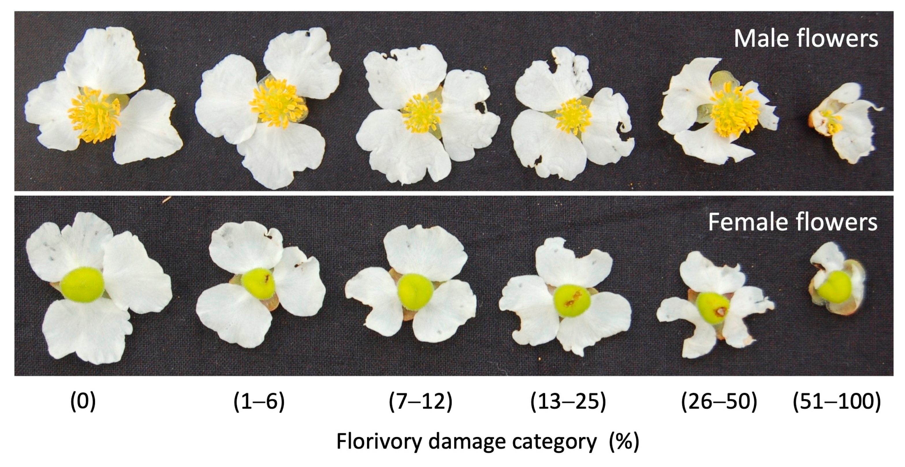 Plants 13 00547 g006