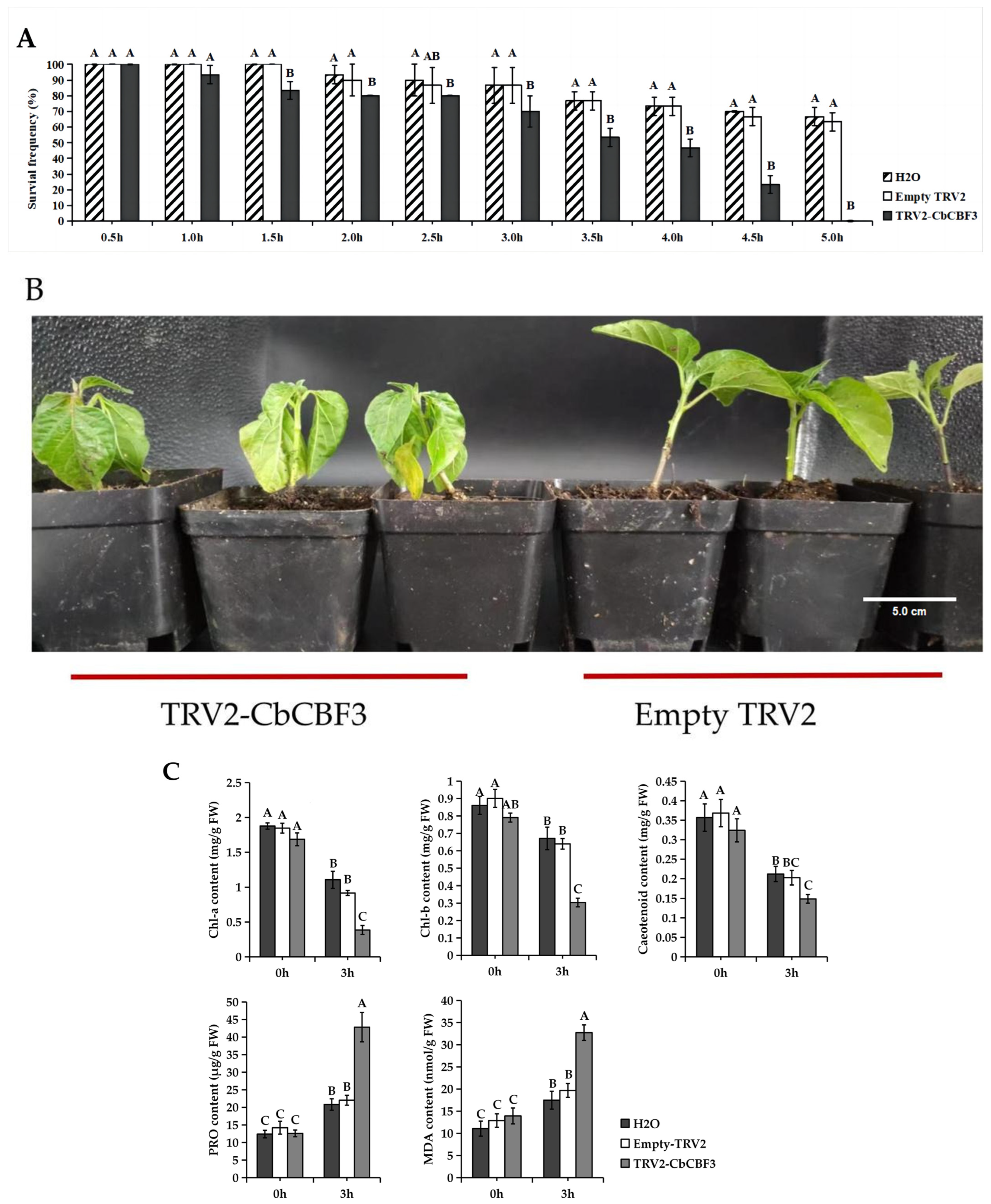 Plants 13 00549 g008