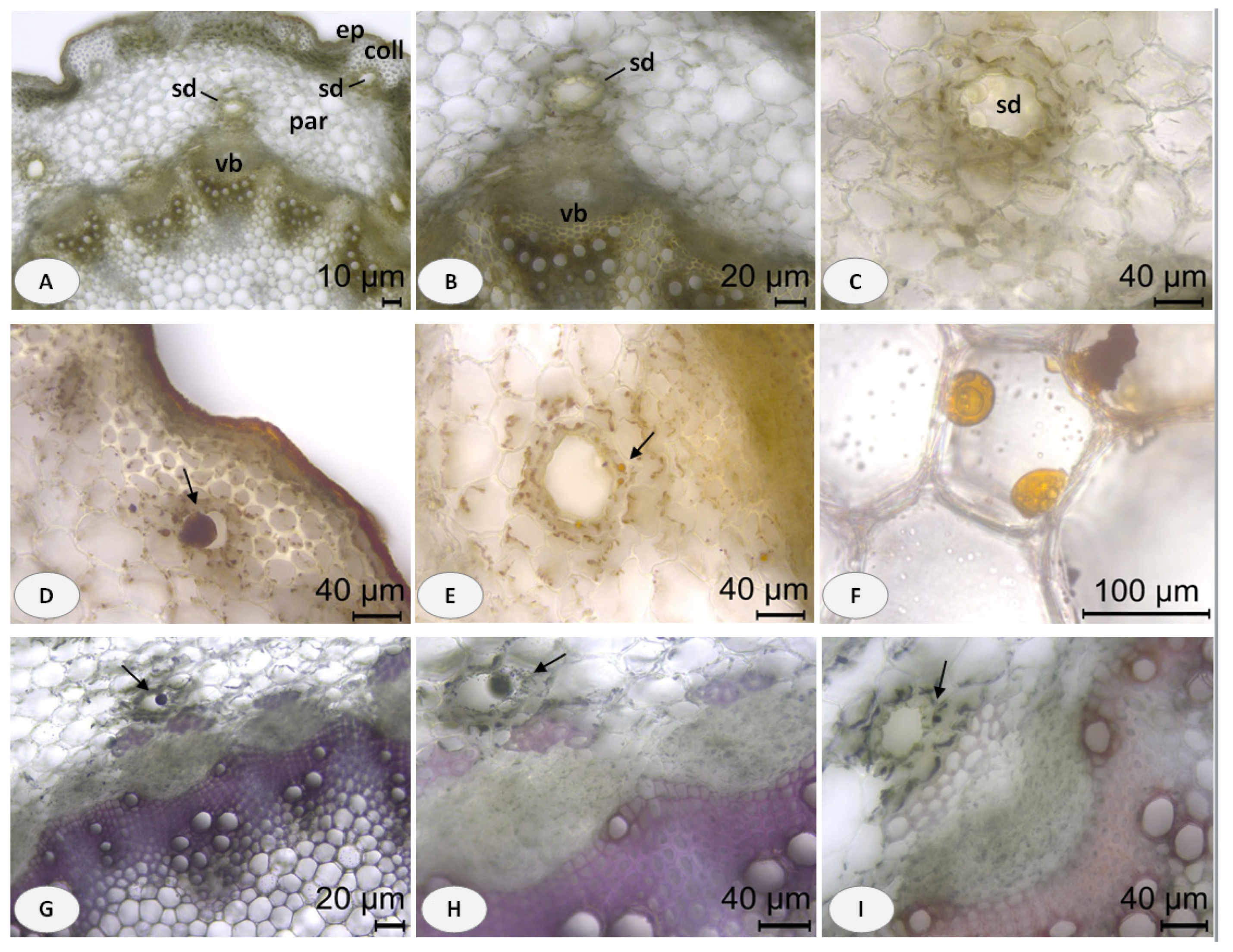 Plants 13 00550 g002 Plants 13 00550 g002