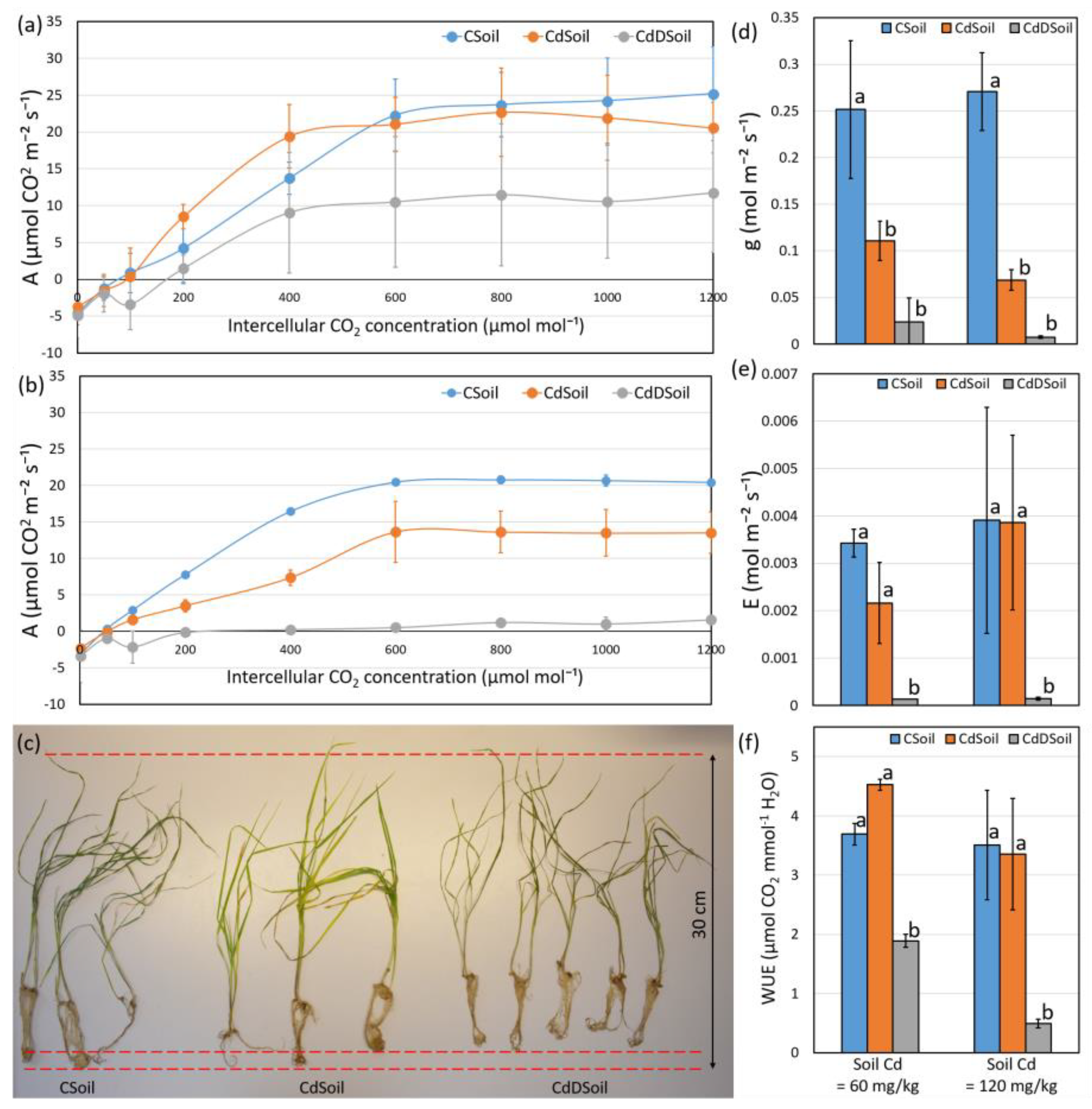 Plants 13 00554 g001 Plants 13 00554 g001