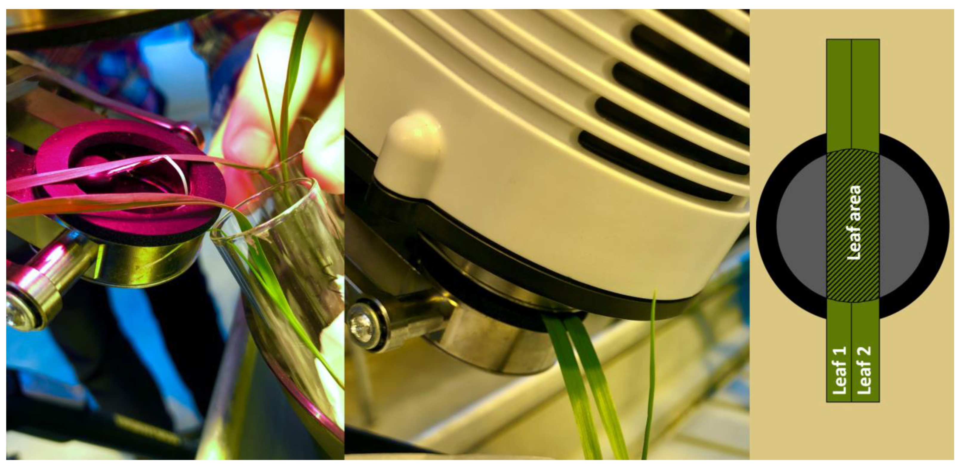 Plants 13 00554 g007 Plants 13 00554 g007